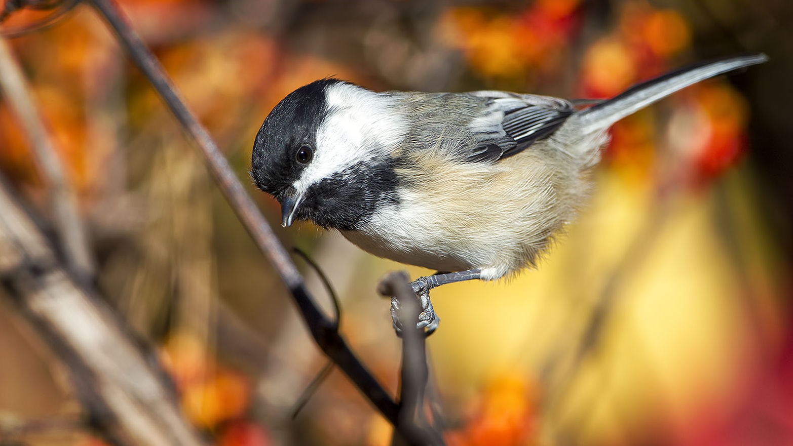 Photo by Phil Brown