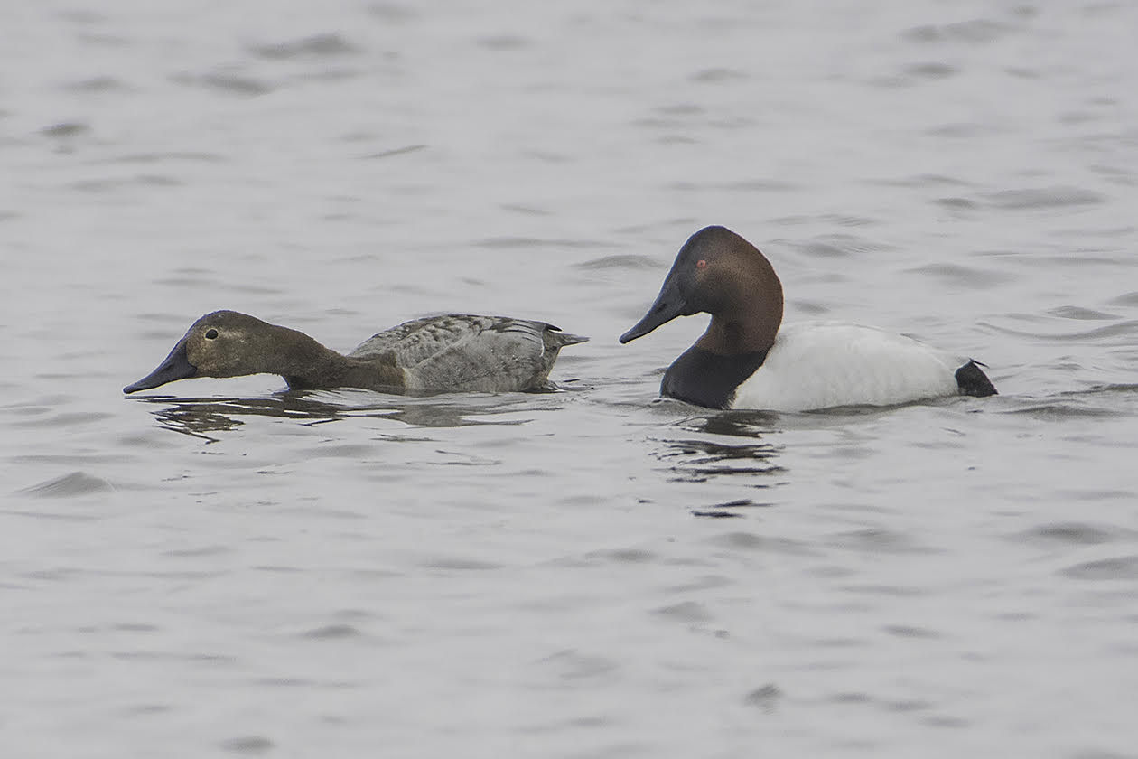 Photography by Richard Armstrong, taken recently at Goose Pond.