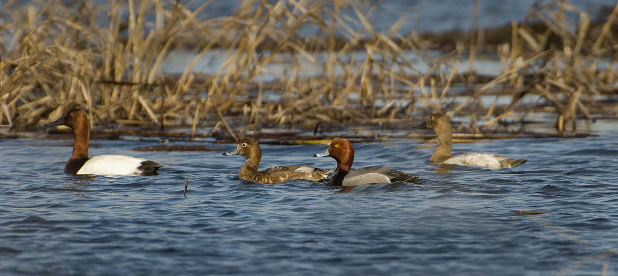 Species includes (from Left-Right): Male canvasback, female redhead, male redhead, and female canvasback was taken last spring at Schoeneberg Marsh. Photography by Richard Armstrong.