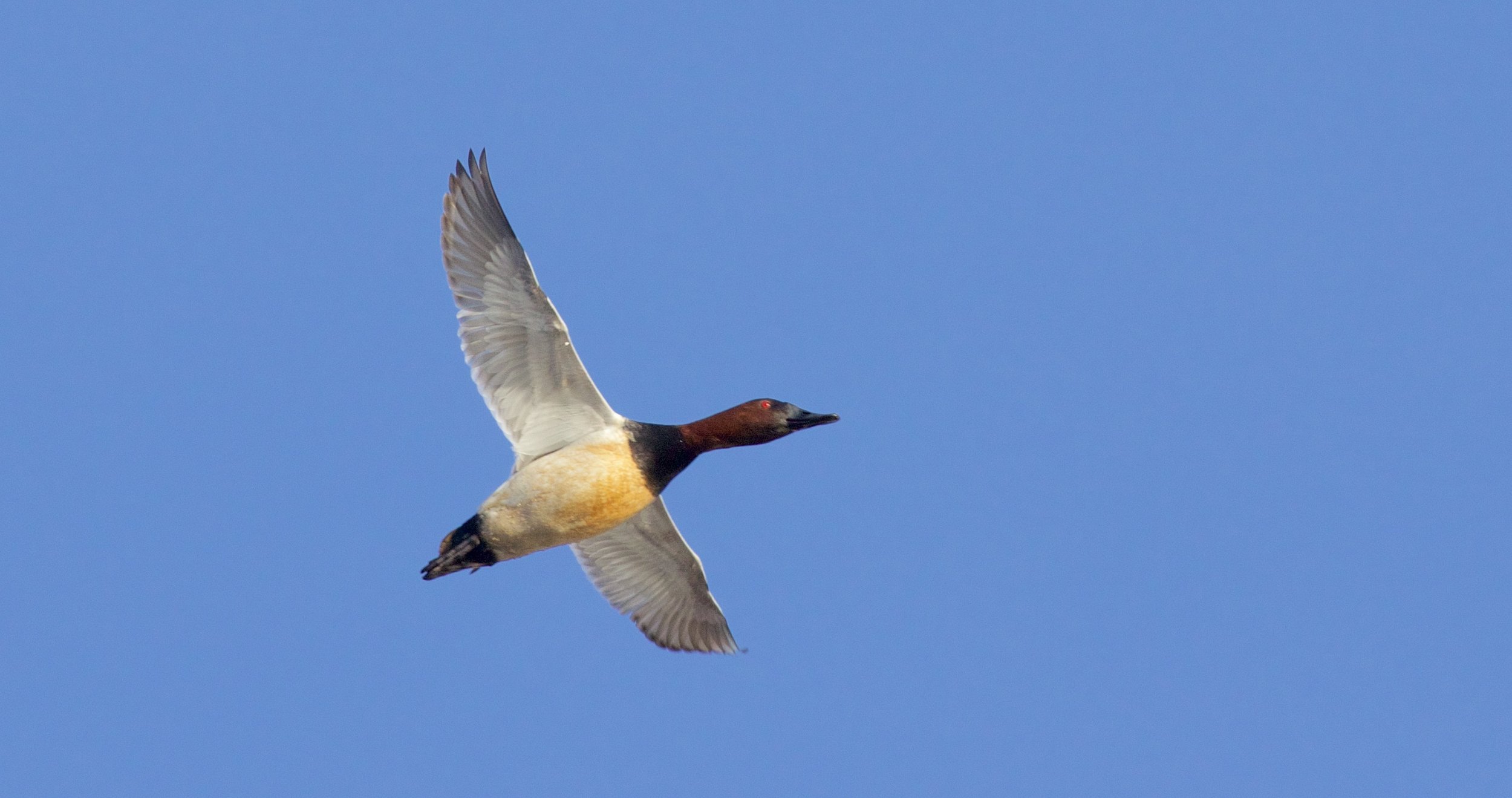 Photography by Arlene Koziol, taken at Goose Pond