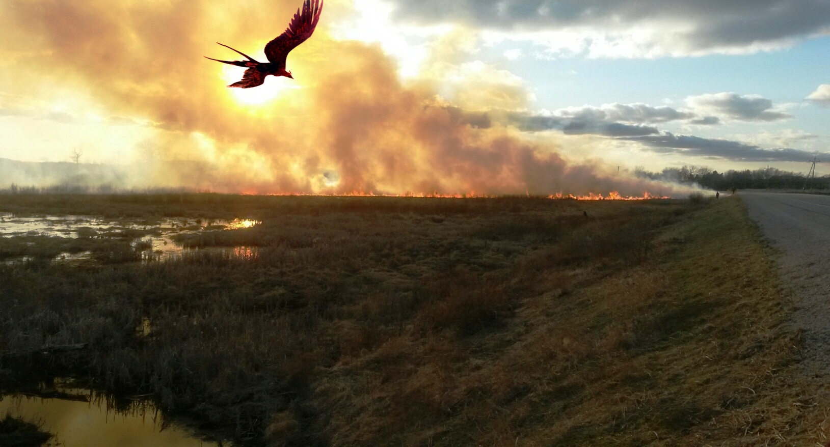 A phoenix flies on graceful wings over Buddy's Prairie at Faville Grove Sanctuary (photography credit: Drew Harry and Mikhail Fernandes)
