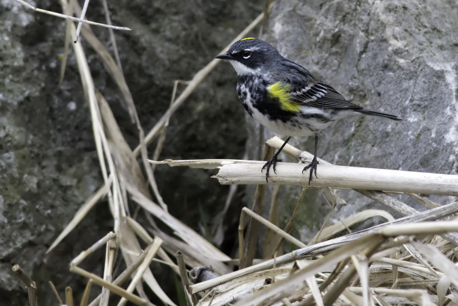Turville Point Warbler Walk