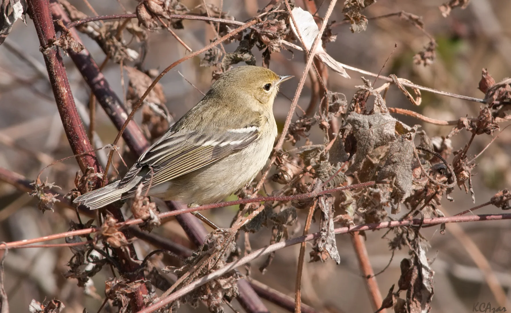 UW Arboretum Warbler Walk