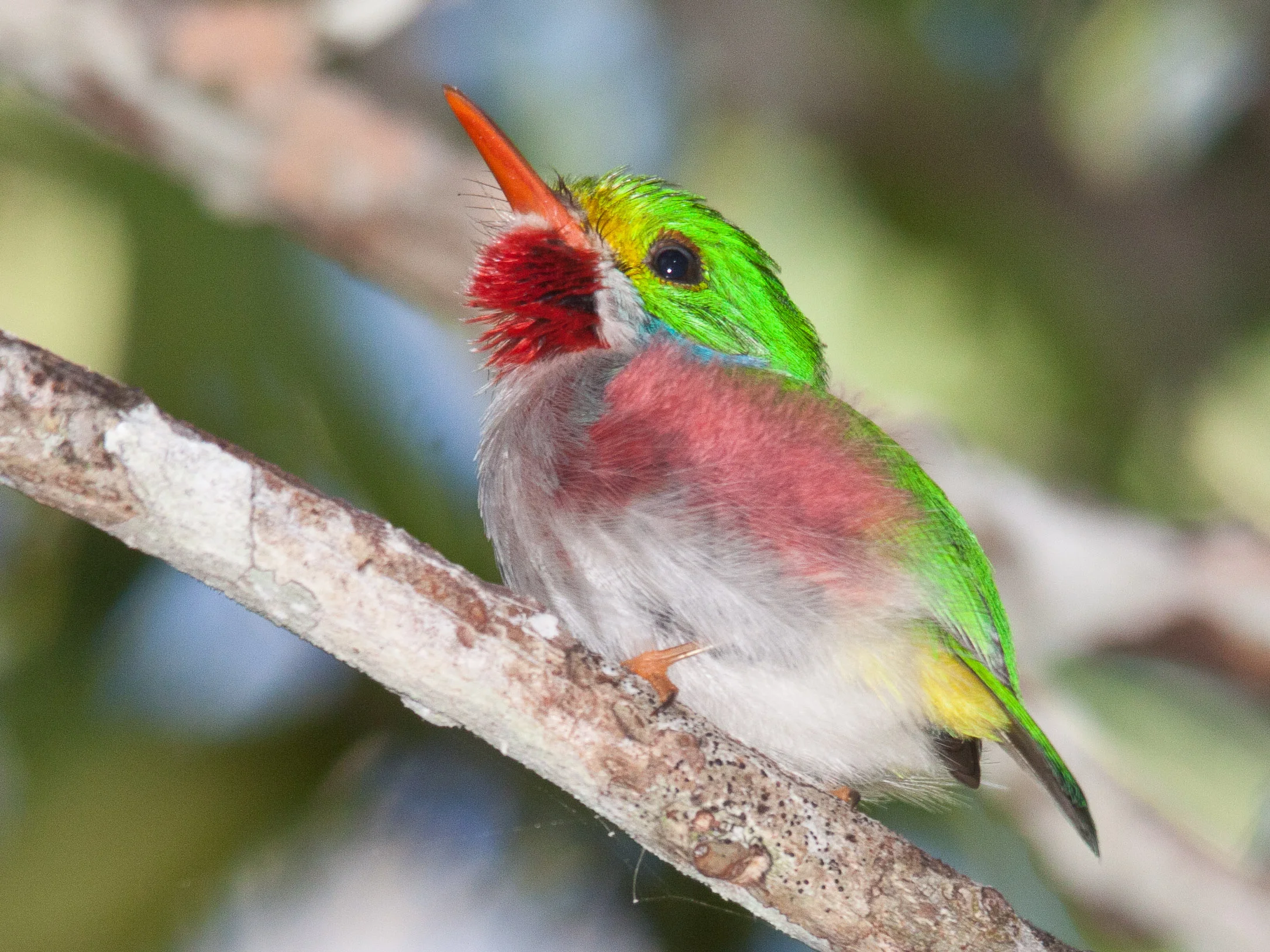 Ernesto Reyes: Birds of Cuba
