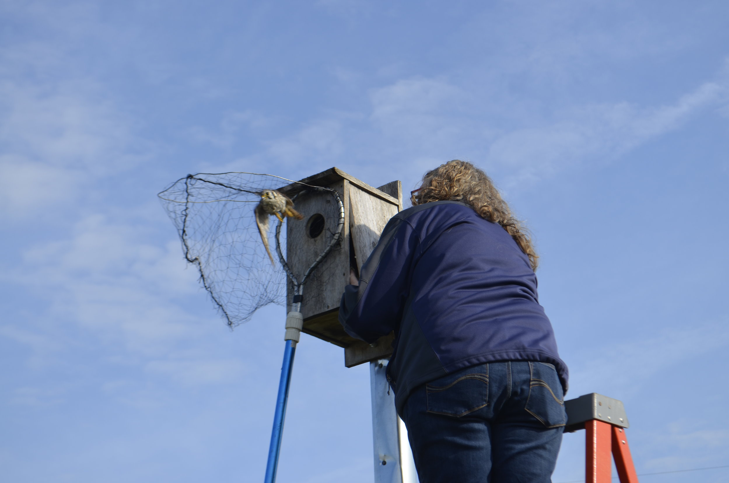 Janet Eschenbauch netting a kestrel. Photography by Mark Martin