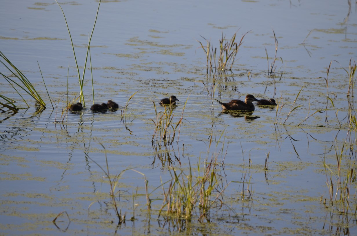 Brood of Ruddy ducks, photo by Mark Martin