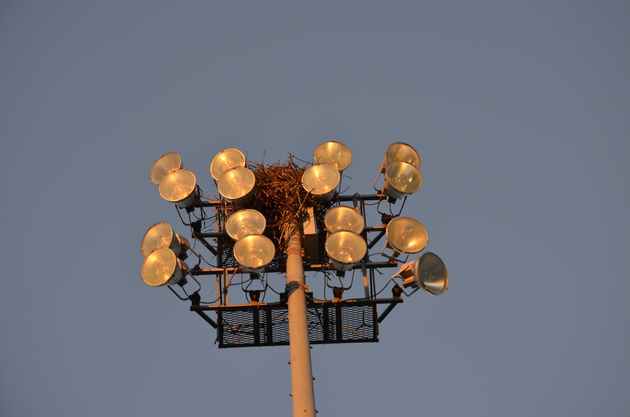 Osprey nest at Pardeeville High School, photo by Mark Martin