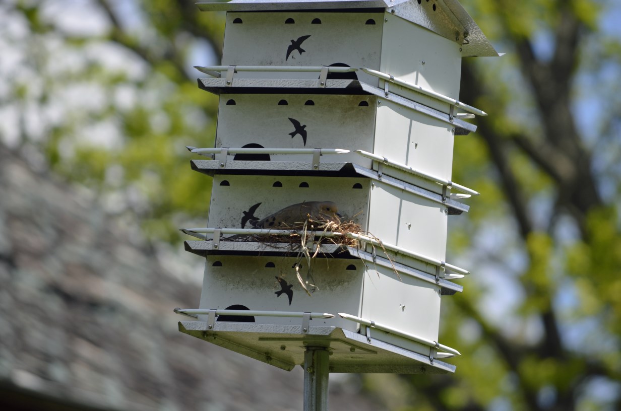 Mourning dove nest on a purple martin box , photo by Mark Martin