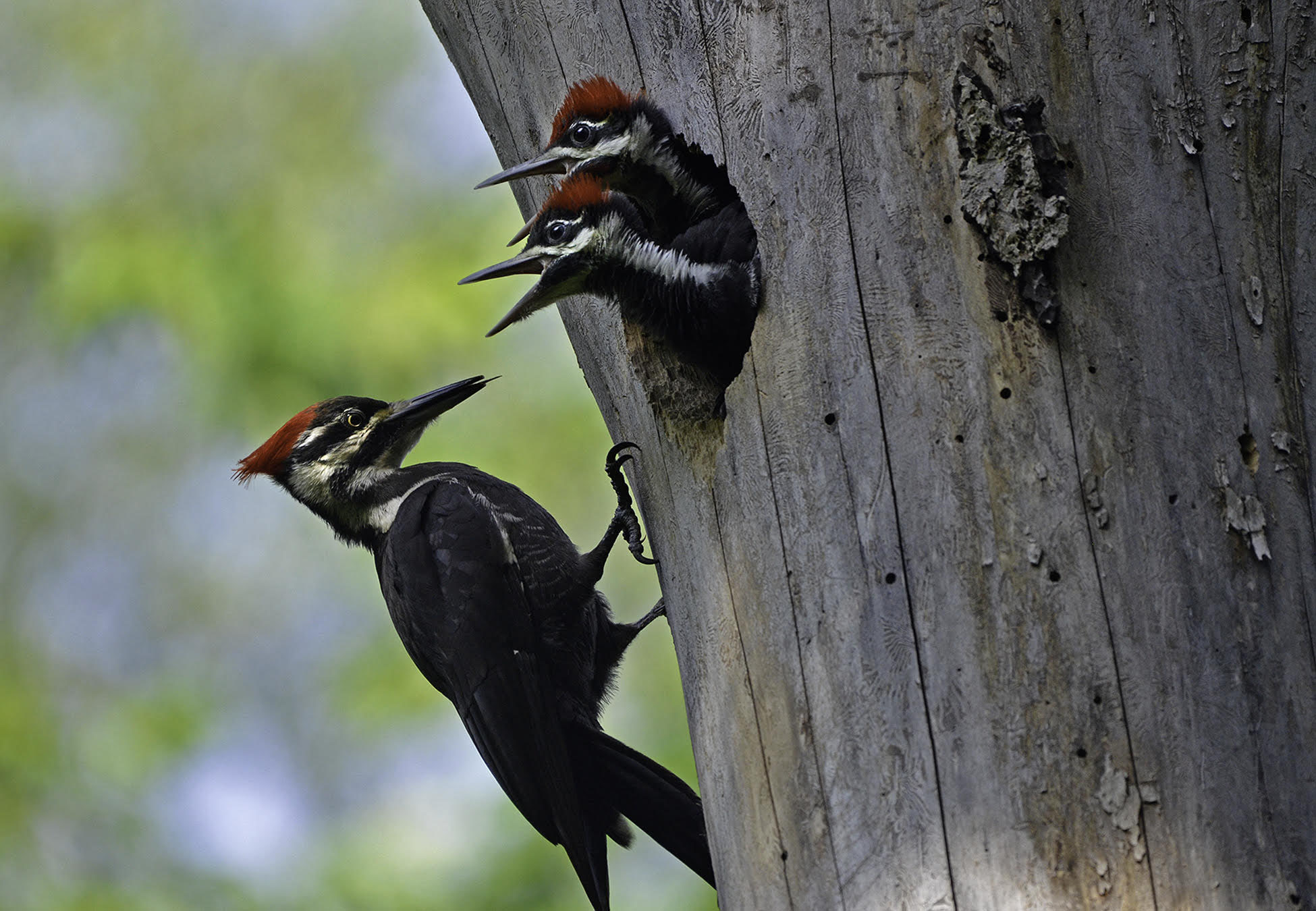 Pileated woodpeckers at Otsego Marsh , photo by Mark Martin