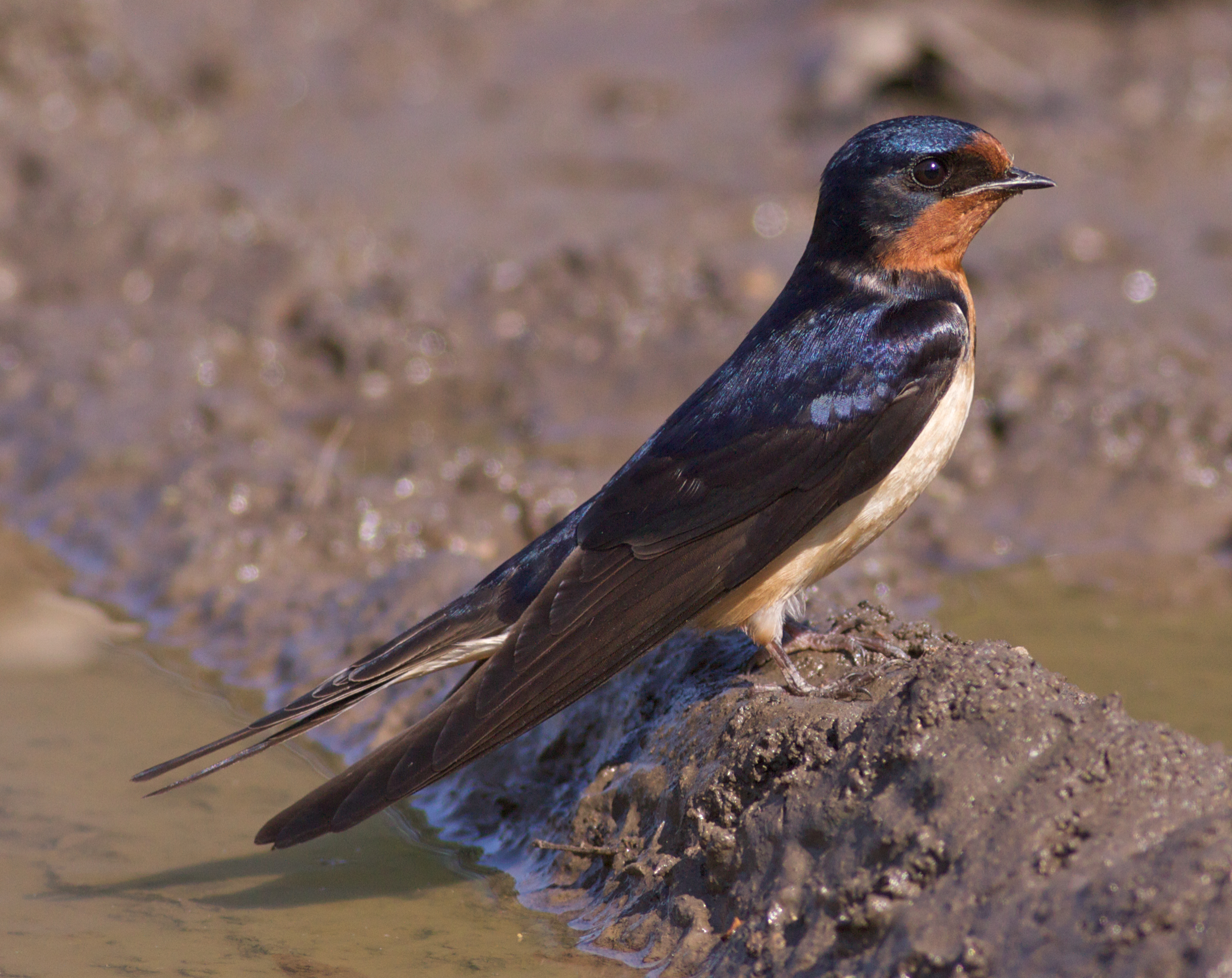 Barn swallow in the mud, photo by Arlene Koziol