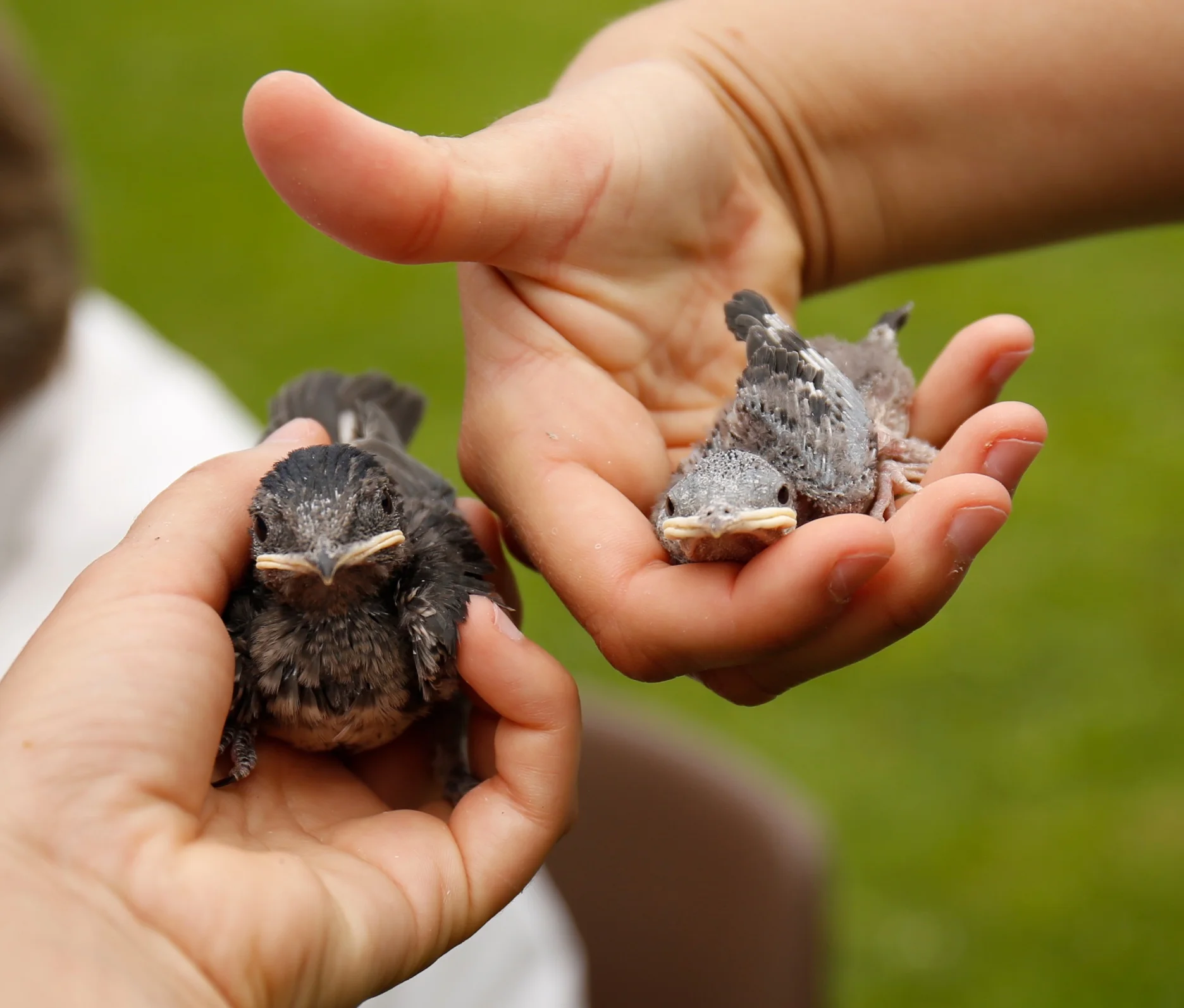 Two purple martin chicks from the same brood are distinctly different in size. Photo by Arlene Koziol.