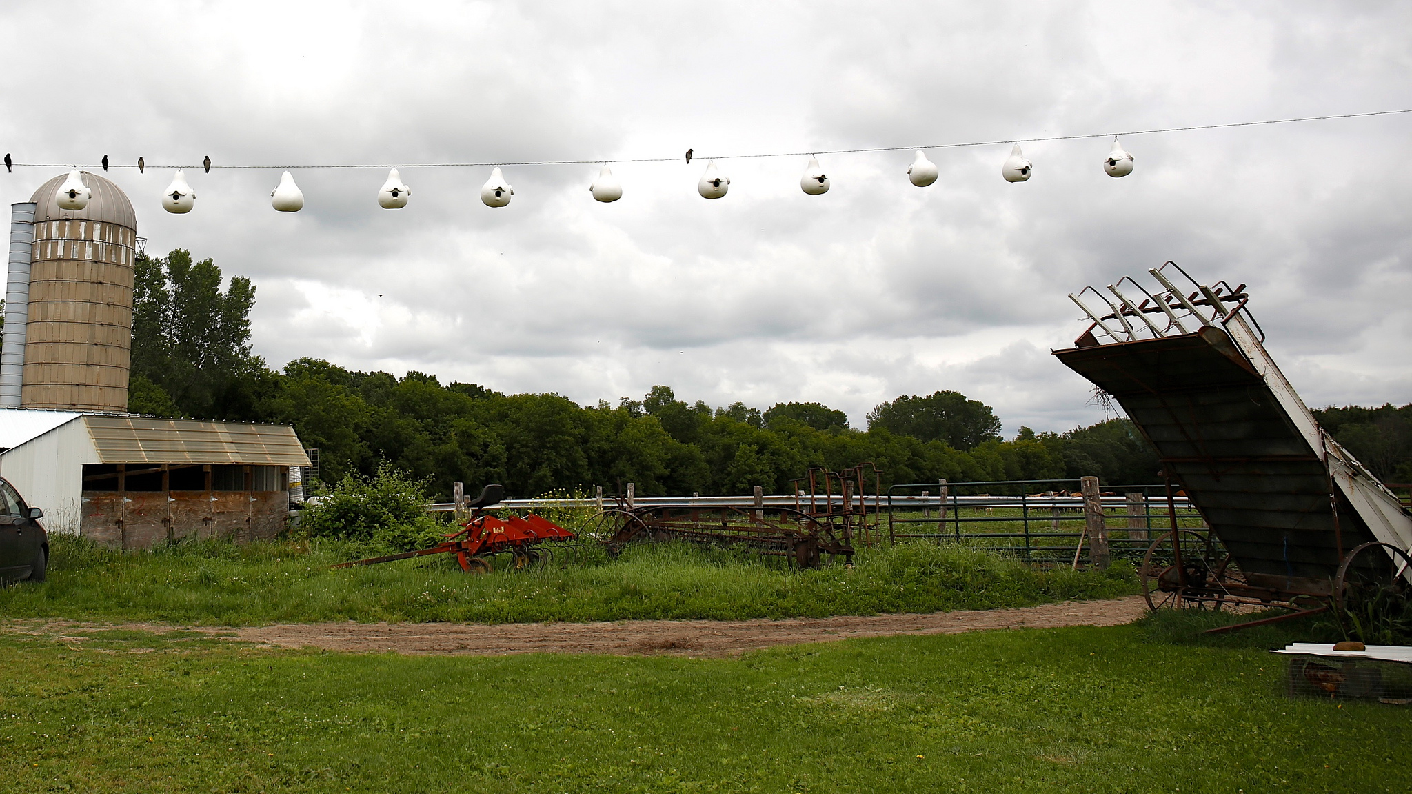 One of the Amish farms hosting gourds for purple martin nesting. Photo by Arlene Koziol.