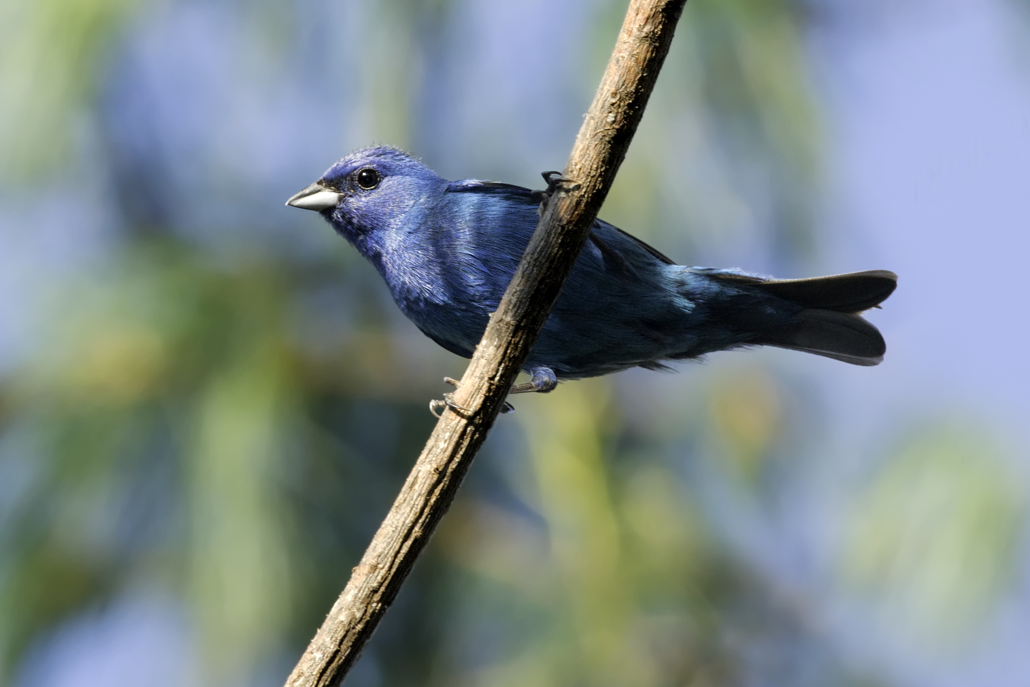 Indigo bunting photo by Kelly Colgan Azar
