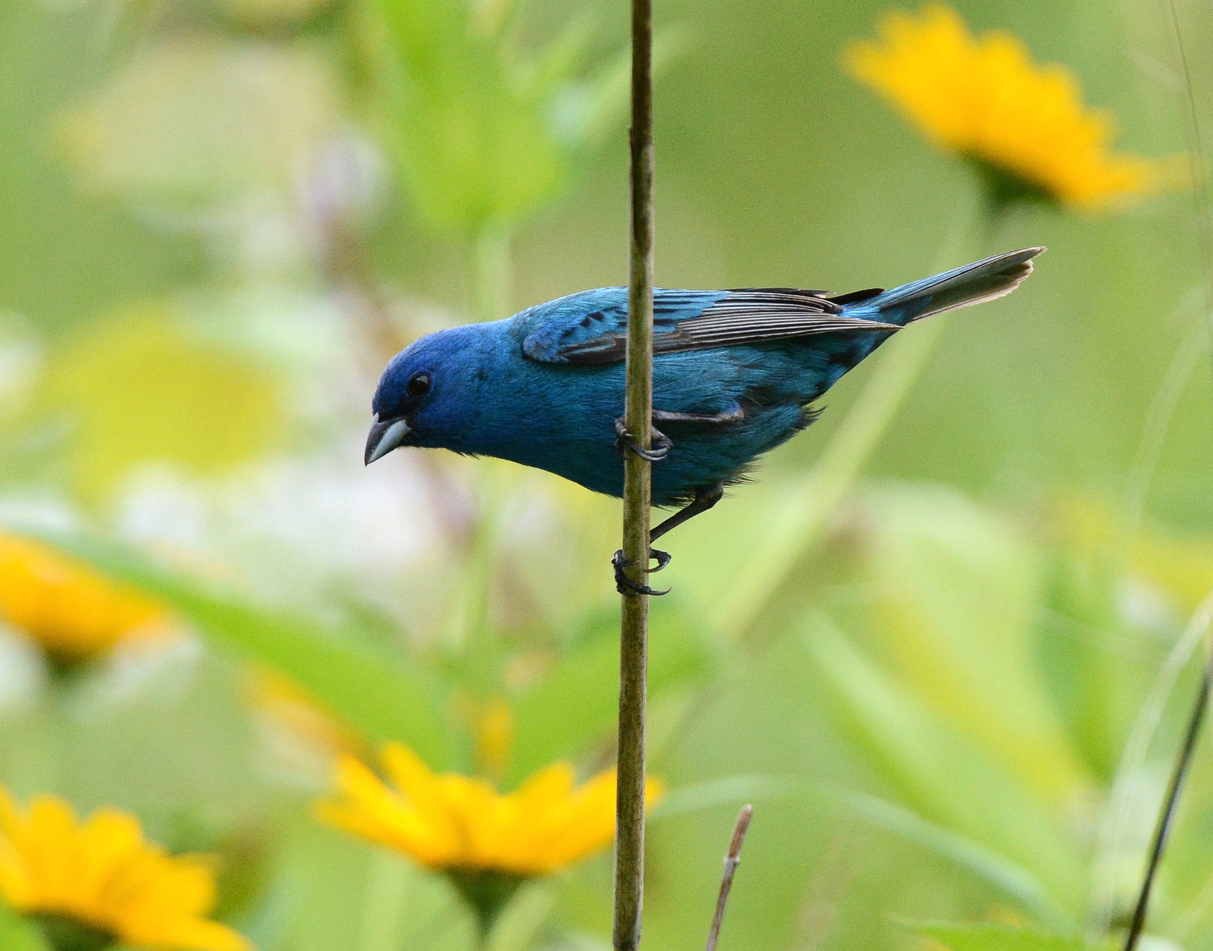Indigo Bunting by Jim Hudgins, US Fish and Wildlife Service