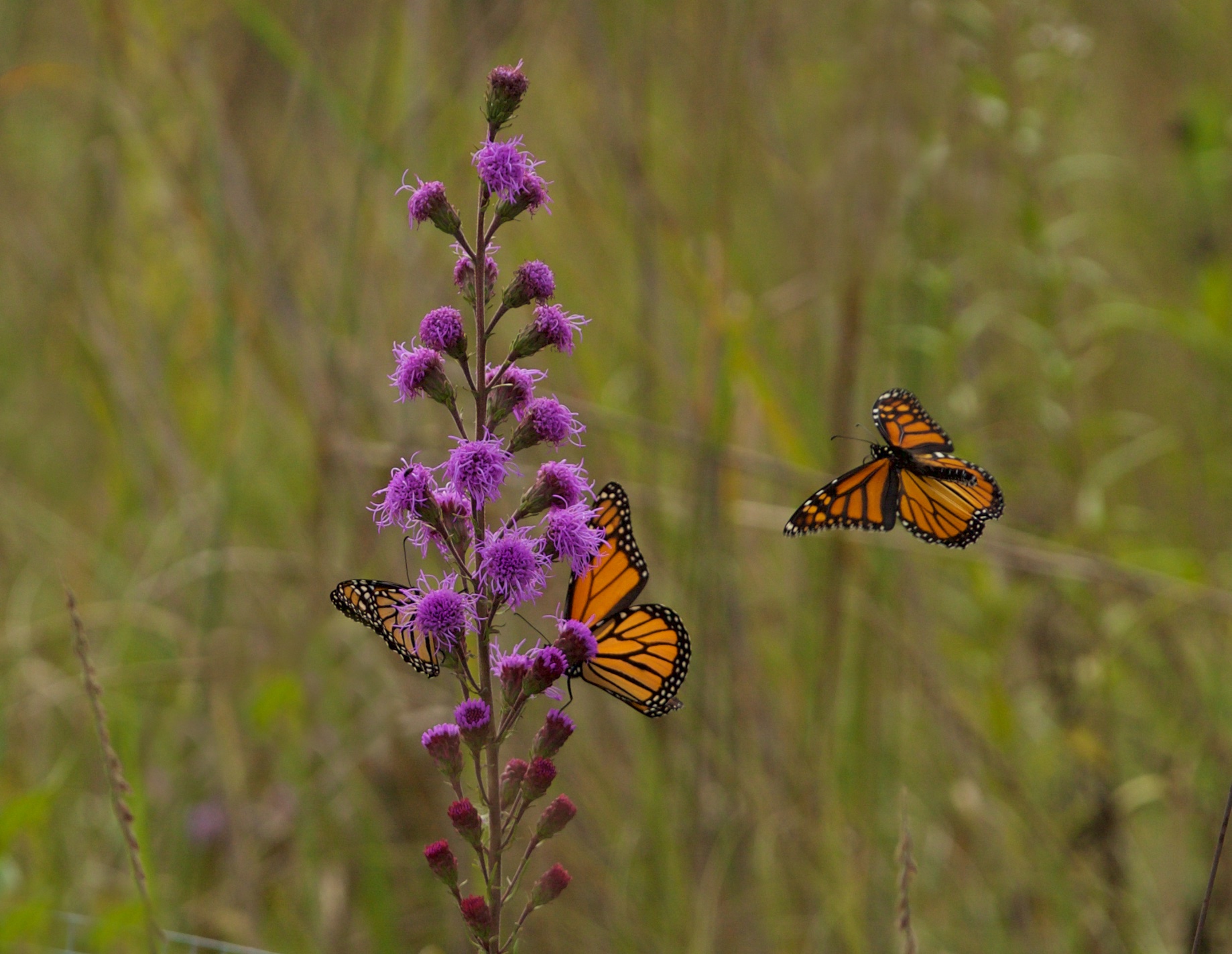 Monarchs nectaring on liatris. Photo by Arlene Koziol