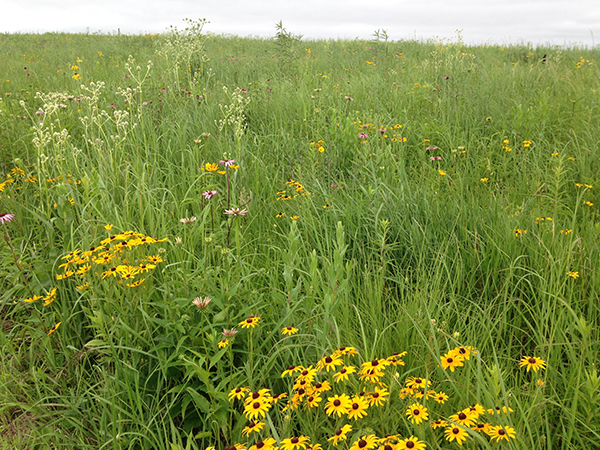 Bicentennial Prairie surrounds the future Wingspan site, and is absolutely stunning right now! Photo by Brenna Marsicek