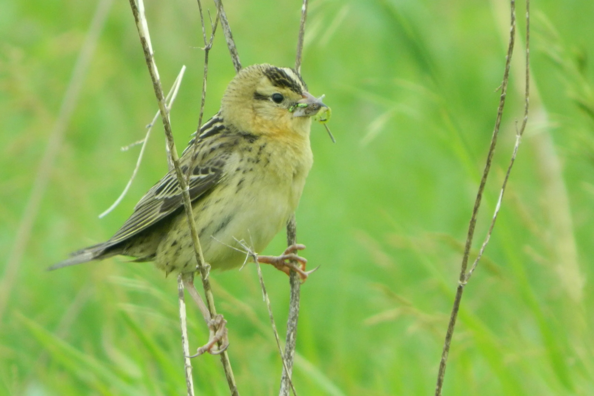 Adult female bobolink. Photo by Carolyn Byers