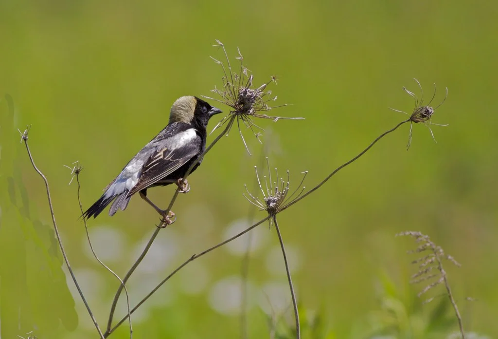 Bobolink