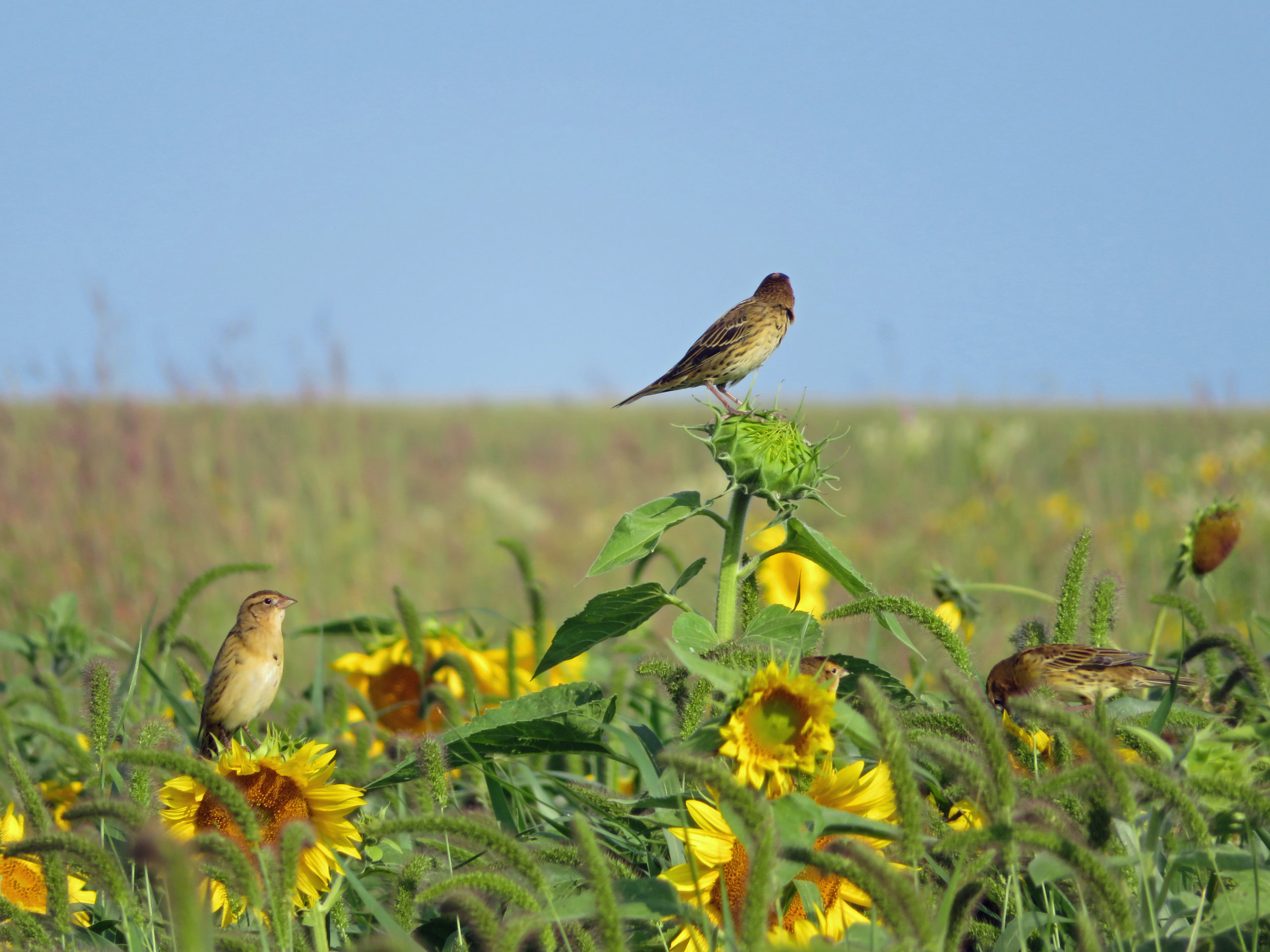 Bobolinks feast at the Goose Pond Sanctuary food plot in August 2017. Photo by Maddie Dumas