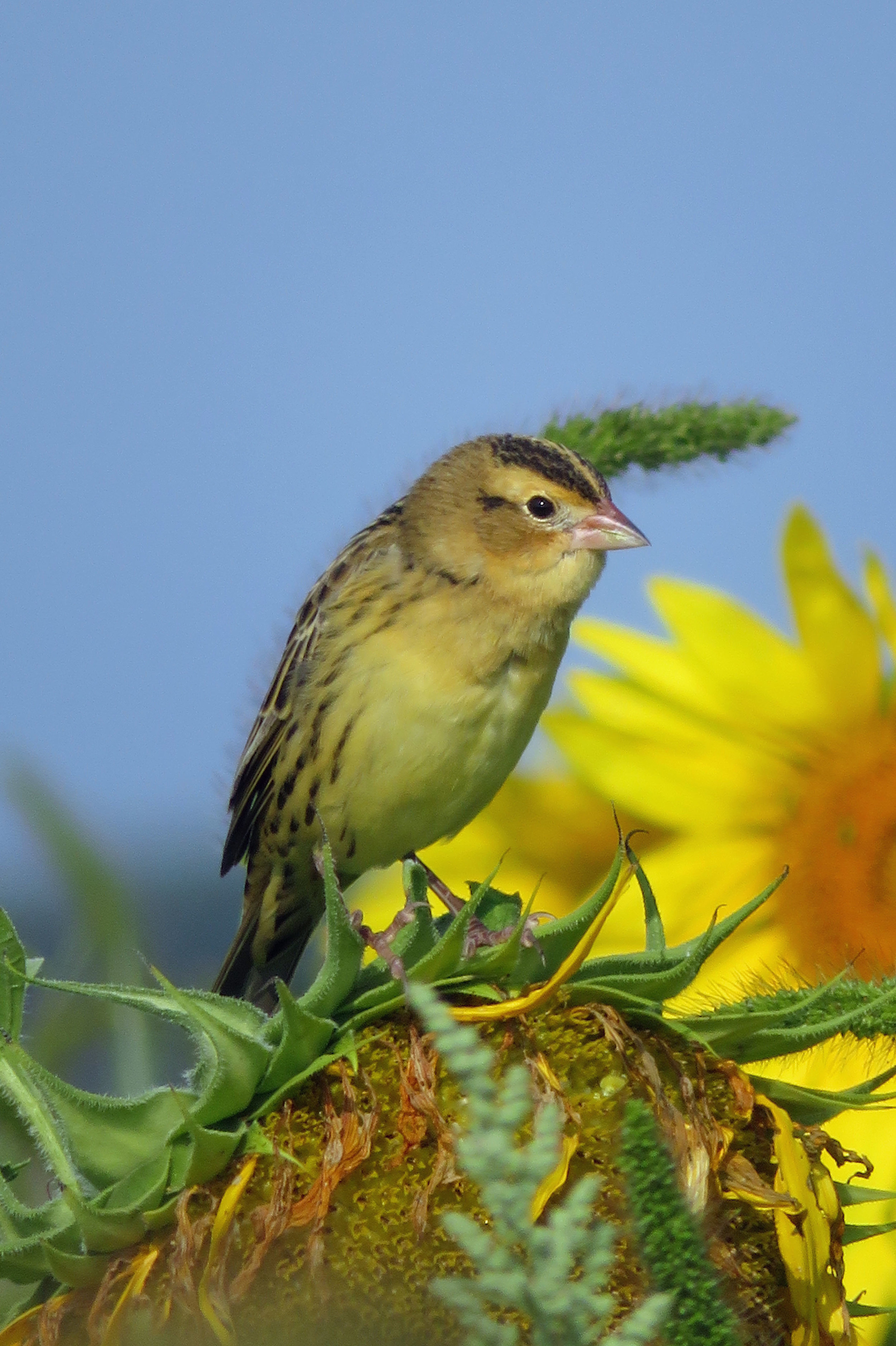   Bobolink in Goose Pond Sanctuary's food plot. Photo by Maddie Dumas  