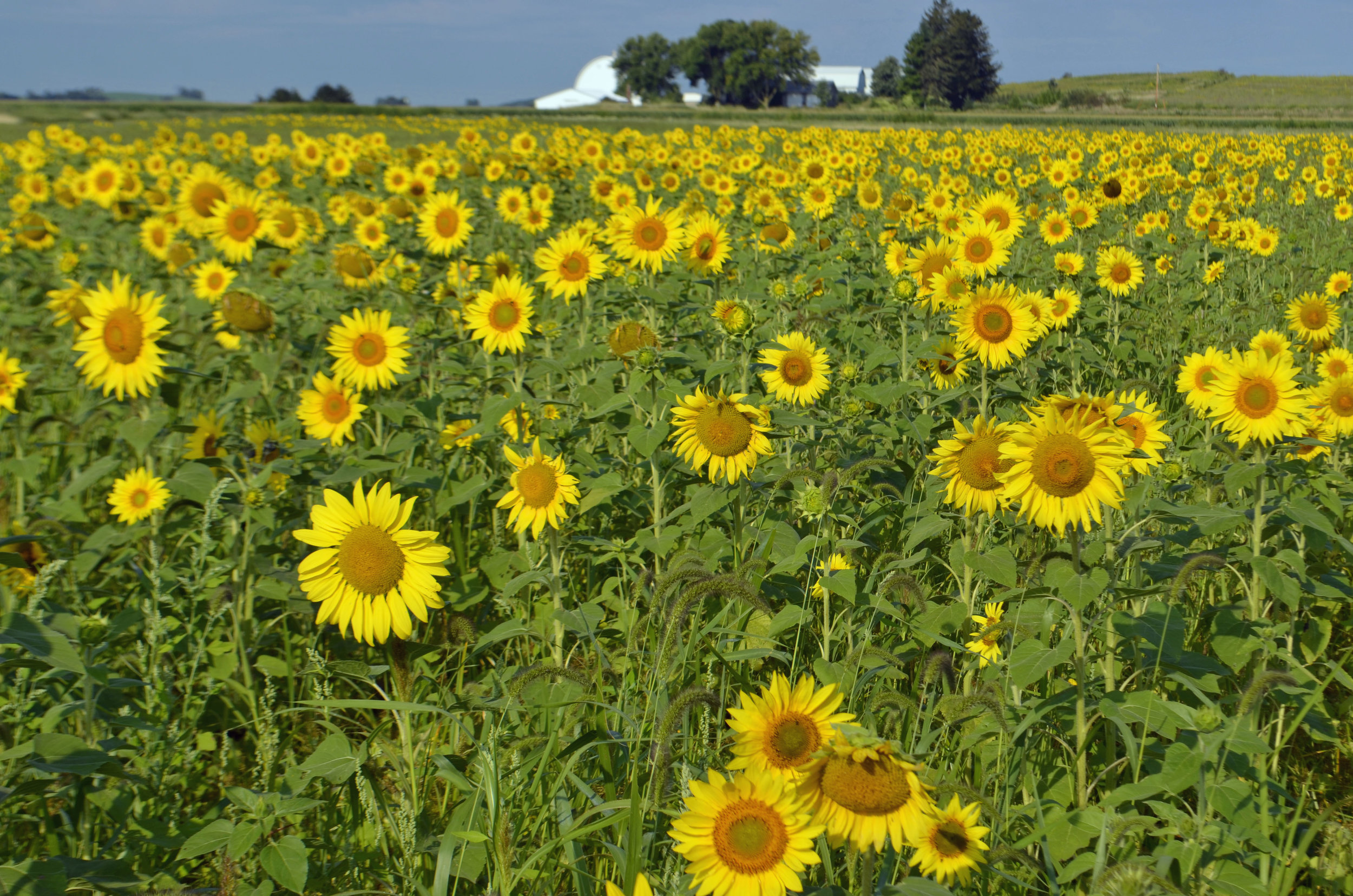   Sunflowers galore at the Goose Pond Sanctuary food plot. Photo by Mark Martin    