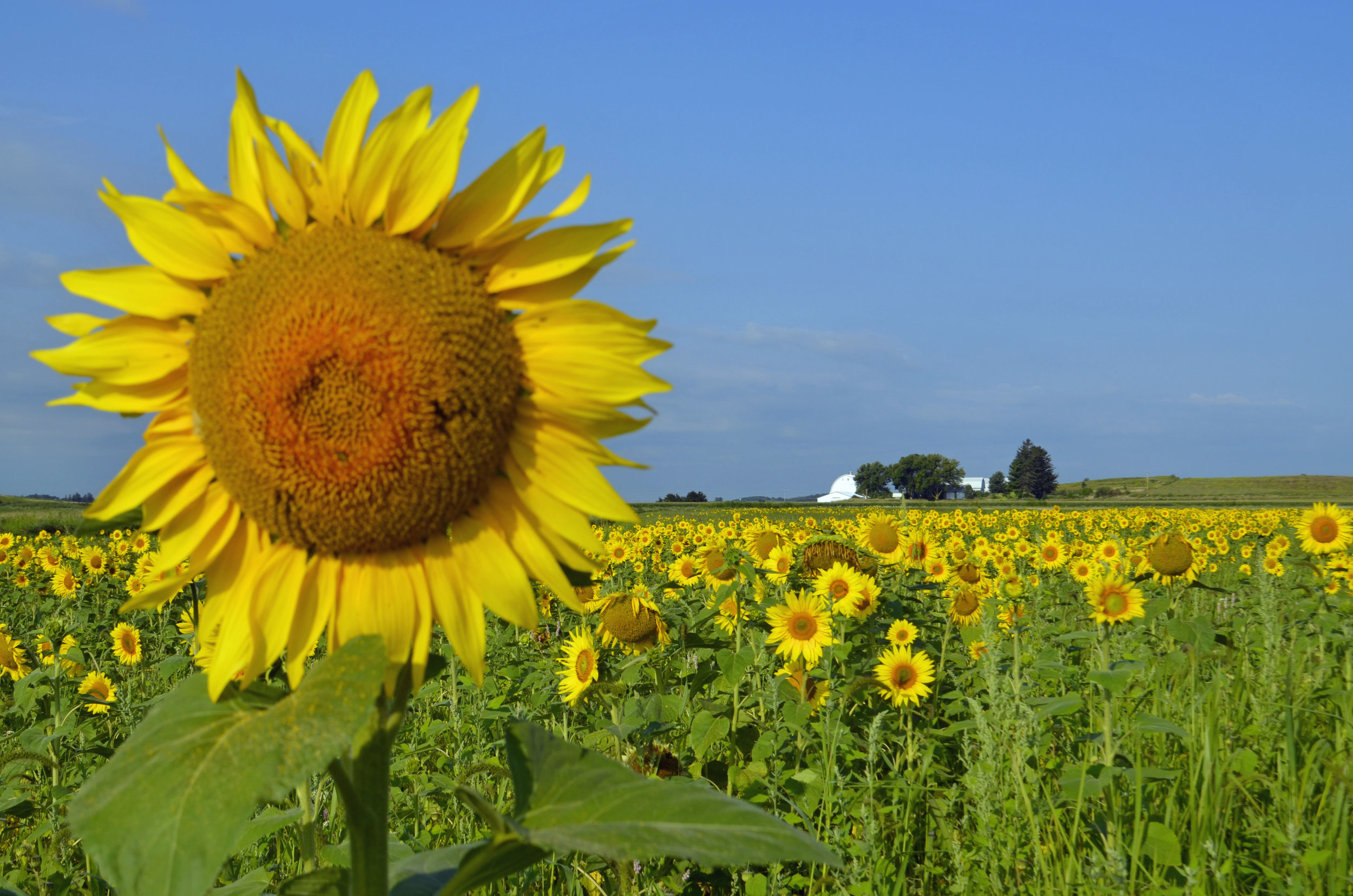   Sunflowers galore at the Goose Pond Sanctuary food plot. Photo by Mark Martin  