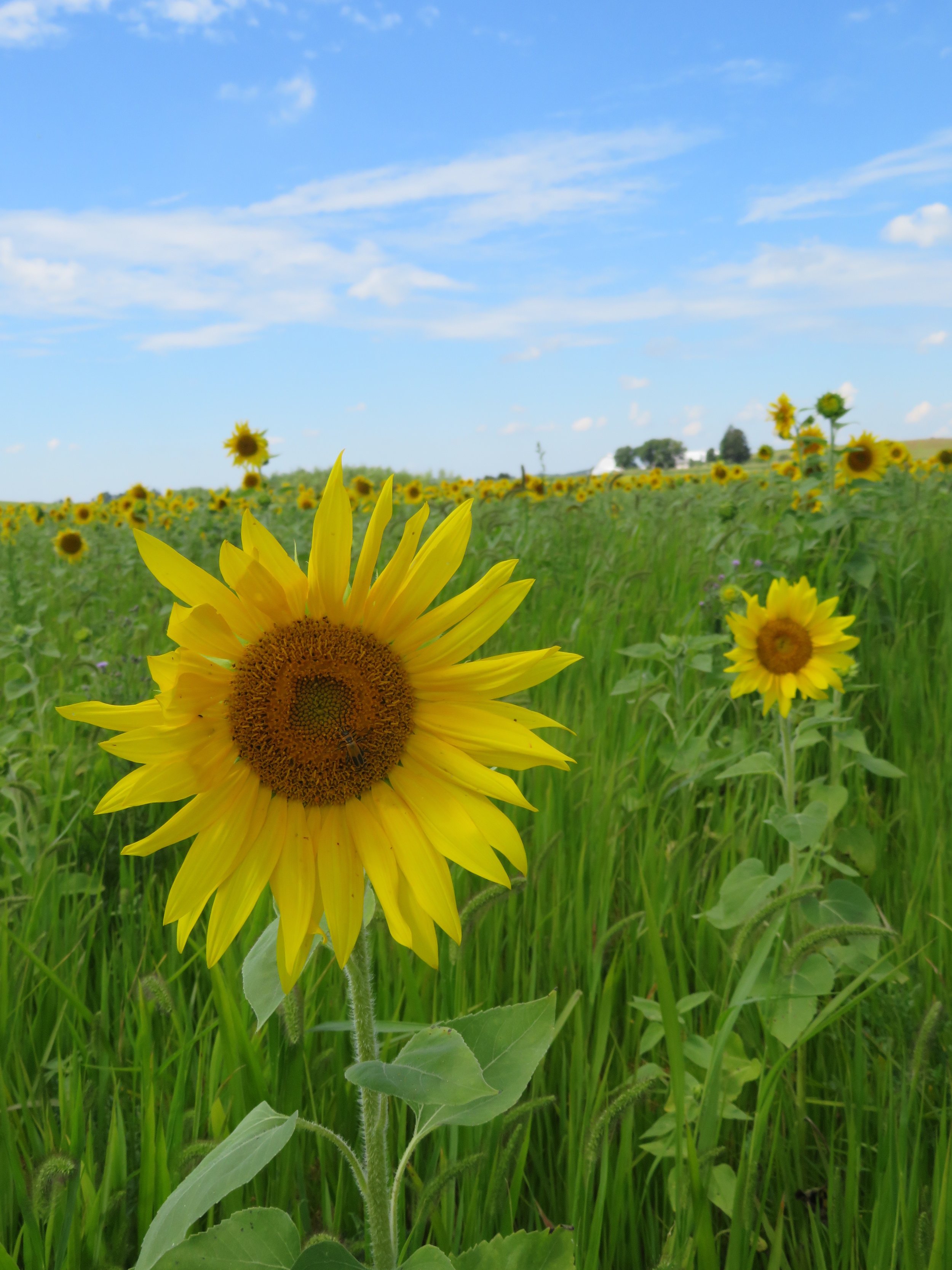   Sunflowers galore at the Goose Pond Sanctuary food plot. Photo by Maddie Dumas  