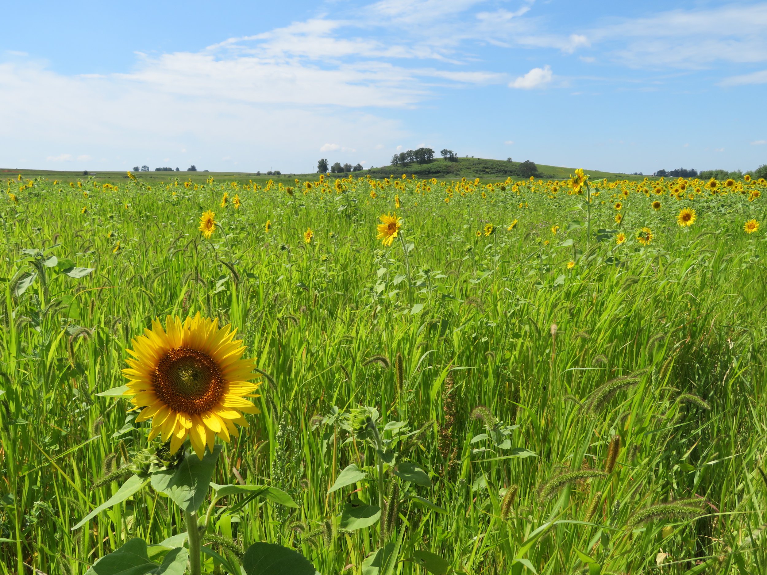   Sunflowers galore at the Goose Pond Sanctuary food plot. Photo by Maddie Dumas    