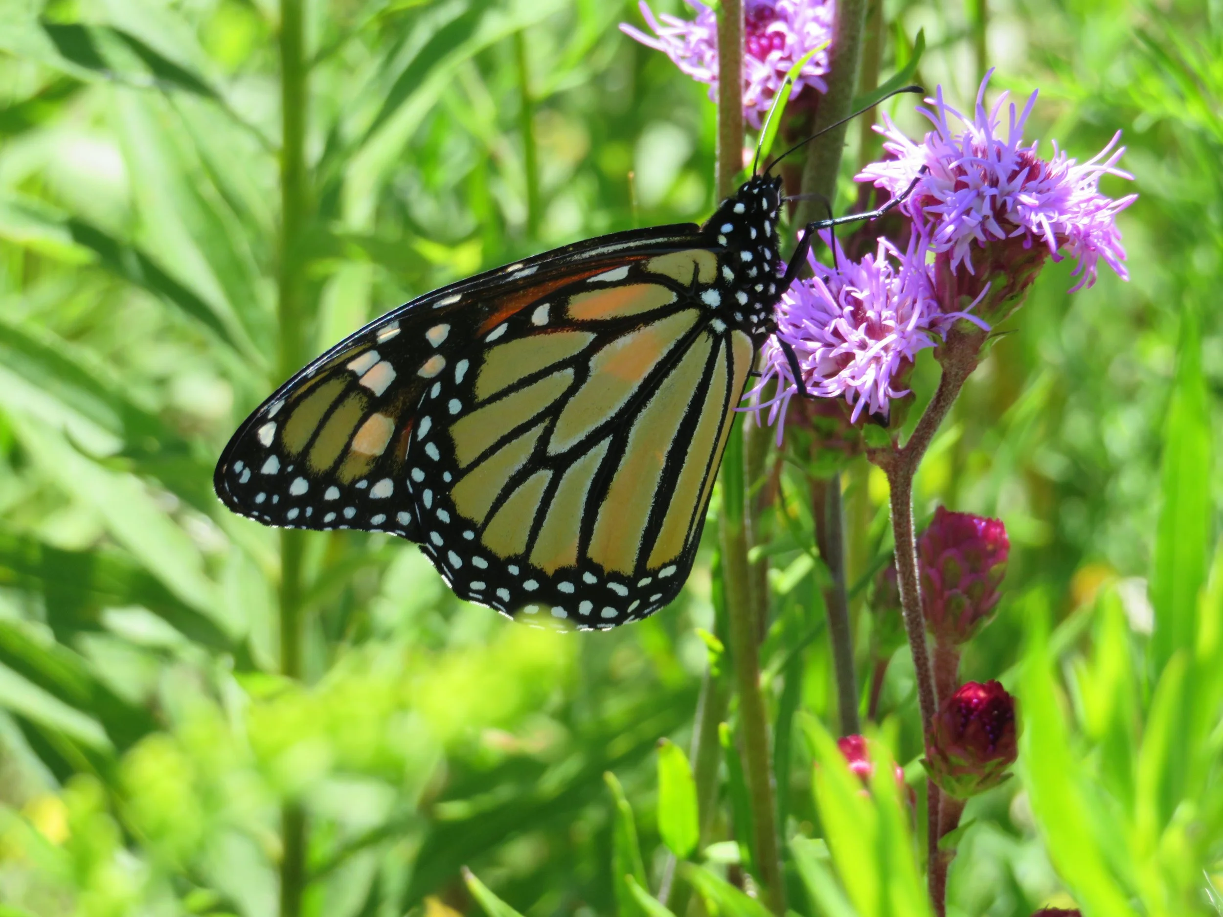 A monarch finds energy and nourishment from the nectar of a meadow blazing star. Photo by Maddie Dumas
