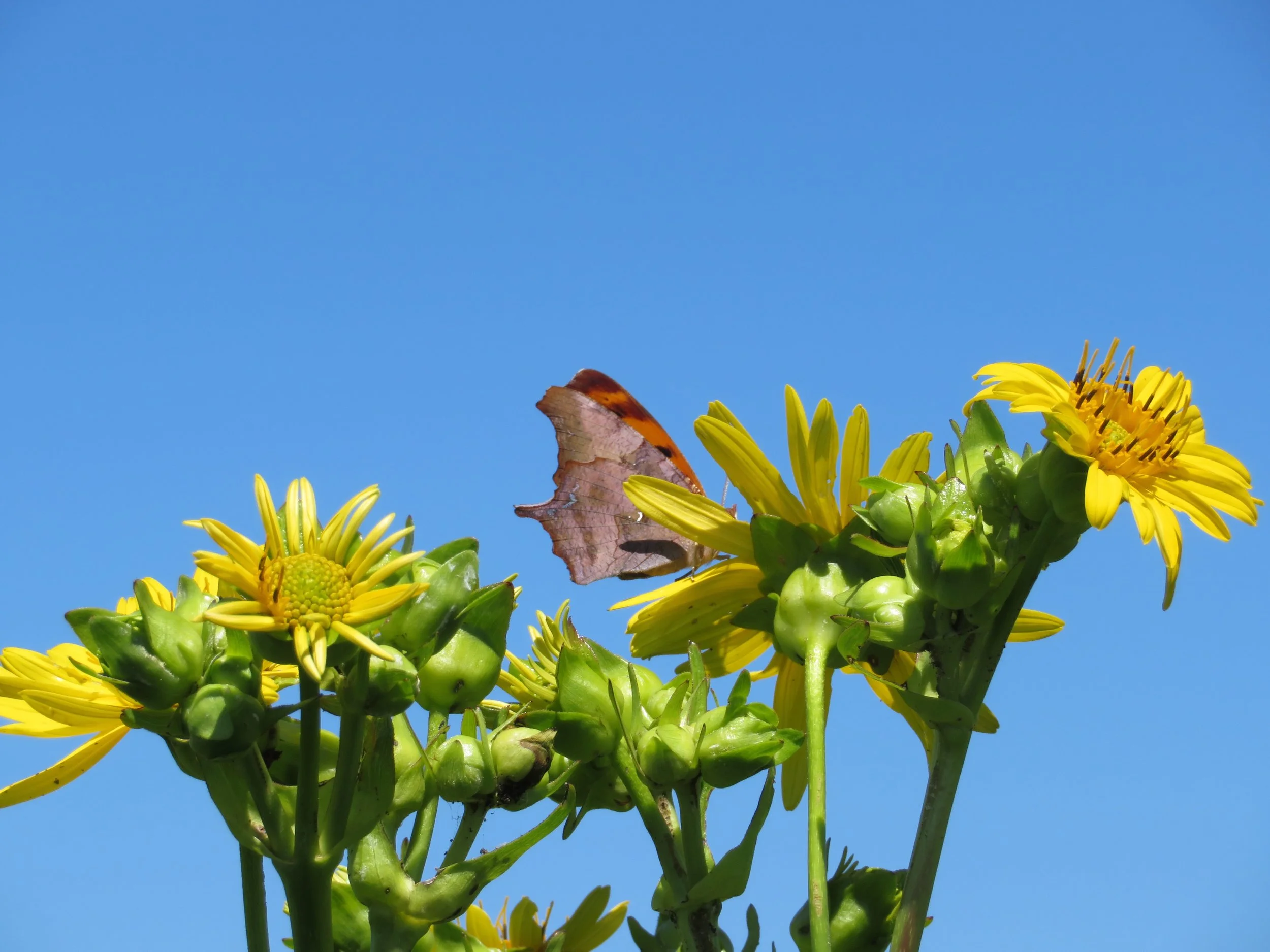 A question mark butterfly obscured by the cup plant it nectars on is one of the hundreds of butterflies counted at Goose Pond Sanctuary this July. Photo by Maddie Dumas