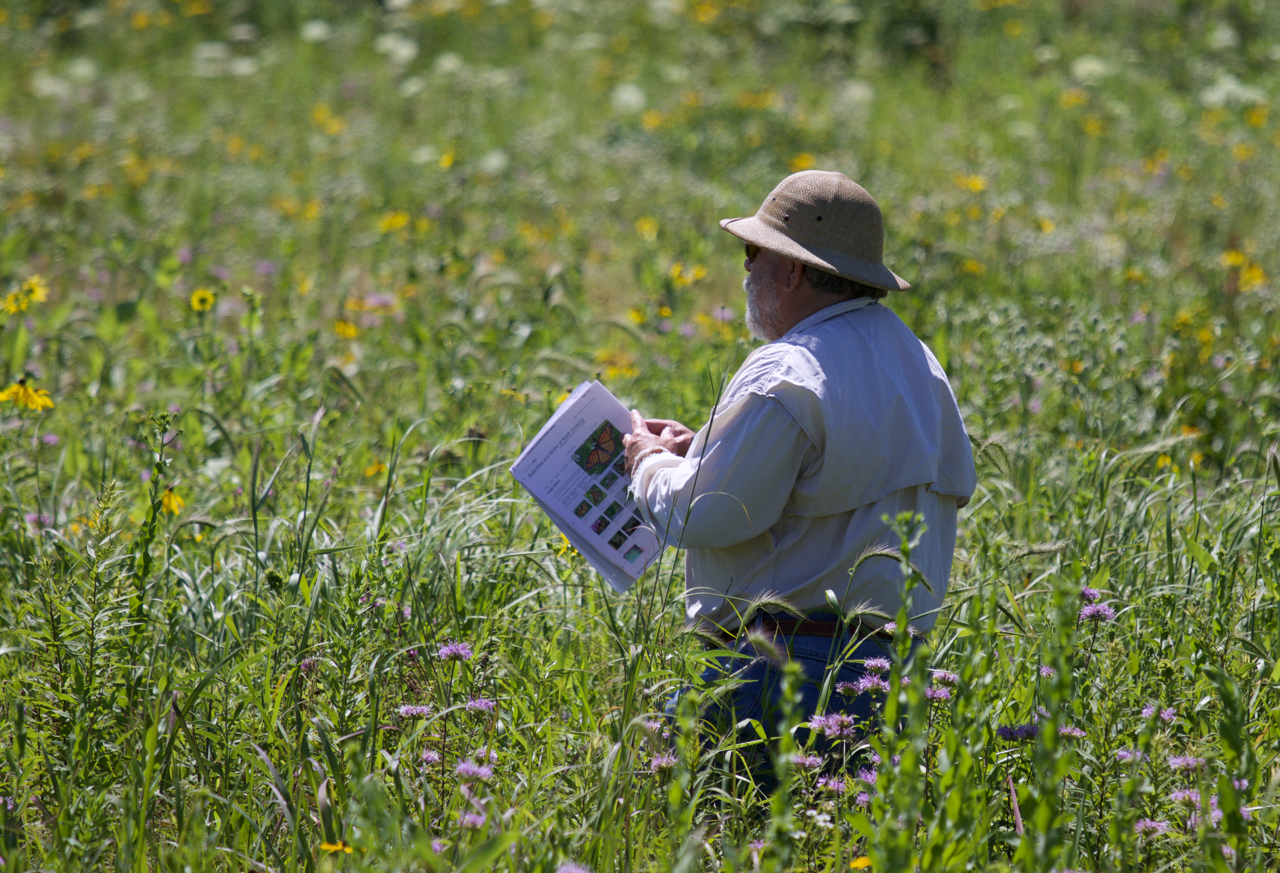 Goose Pond volunteer and Madison Audubon board member Topf Wells with butterfly guide in hand checking out a sighting. Photo by Arlene Koziol