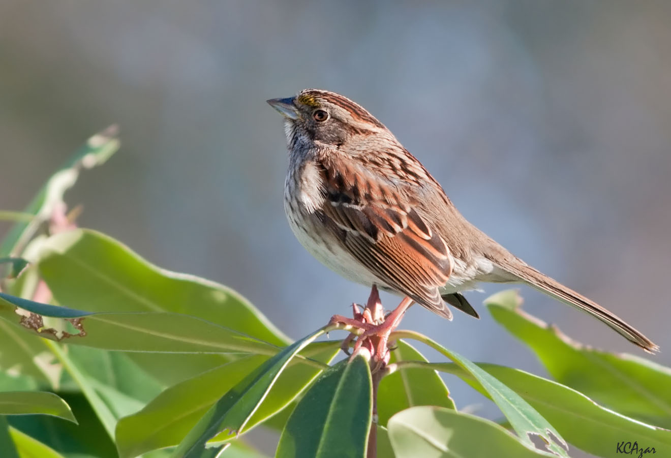 Tan-striped white-throated sparrow, photo by Kelly Colgan Azar