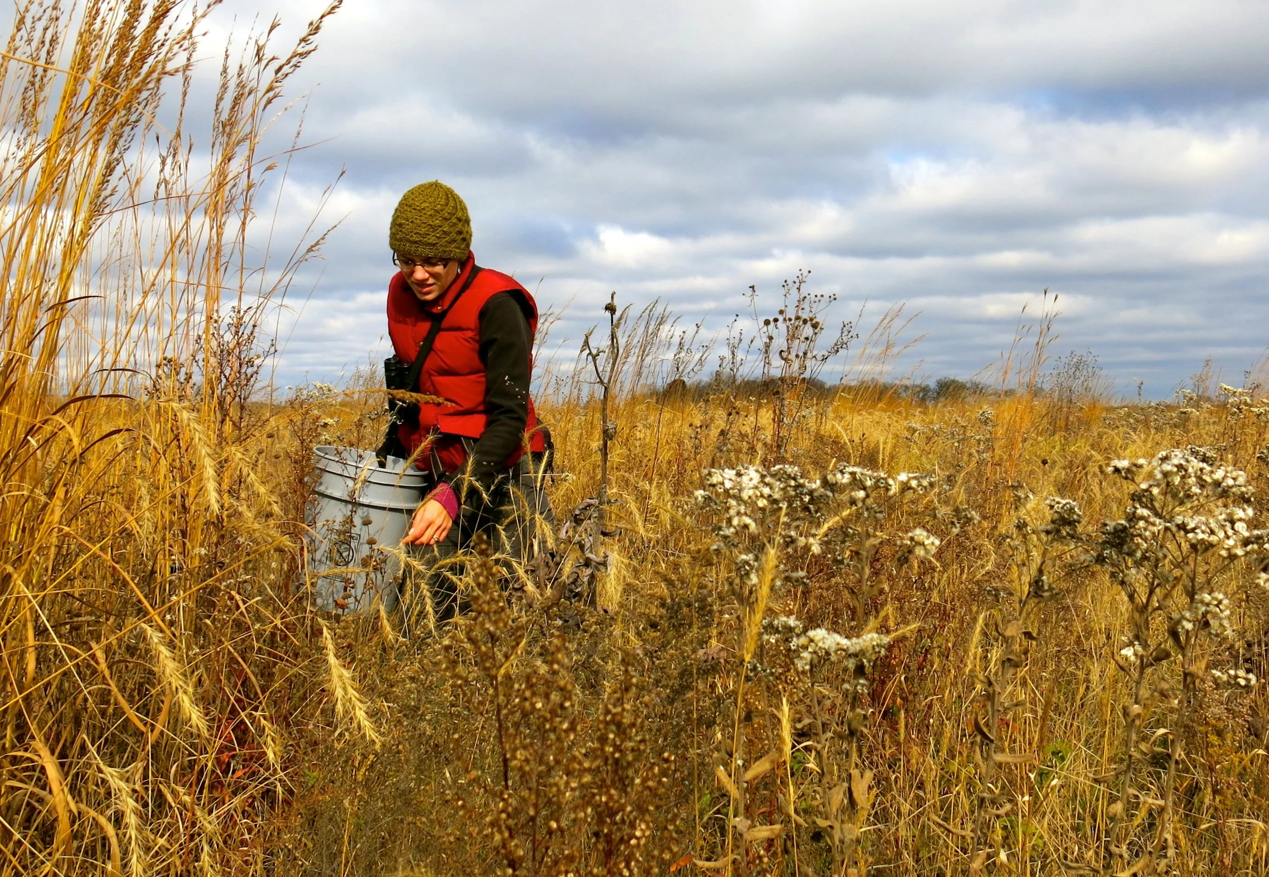 Seed Collecting at Faville Grove