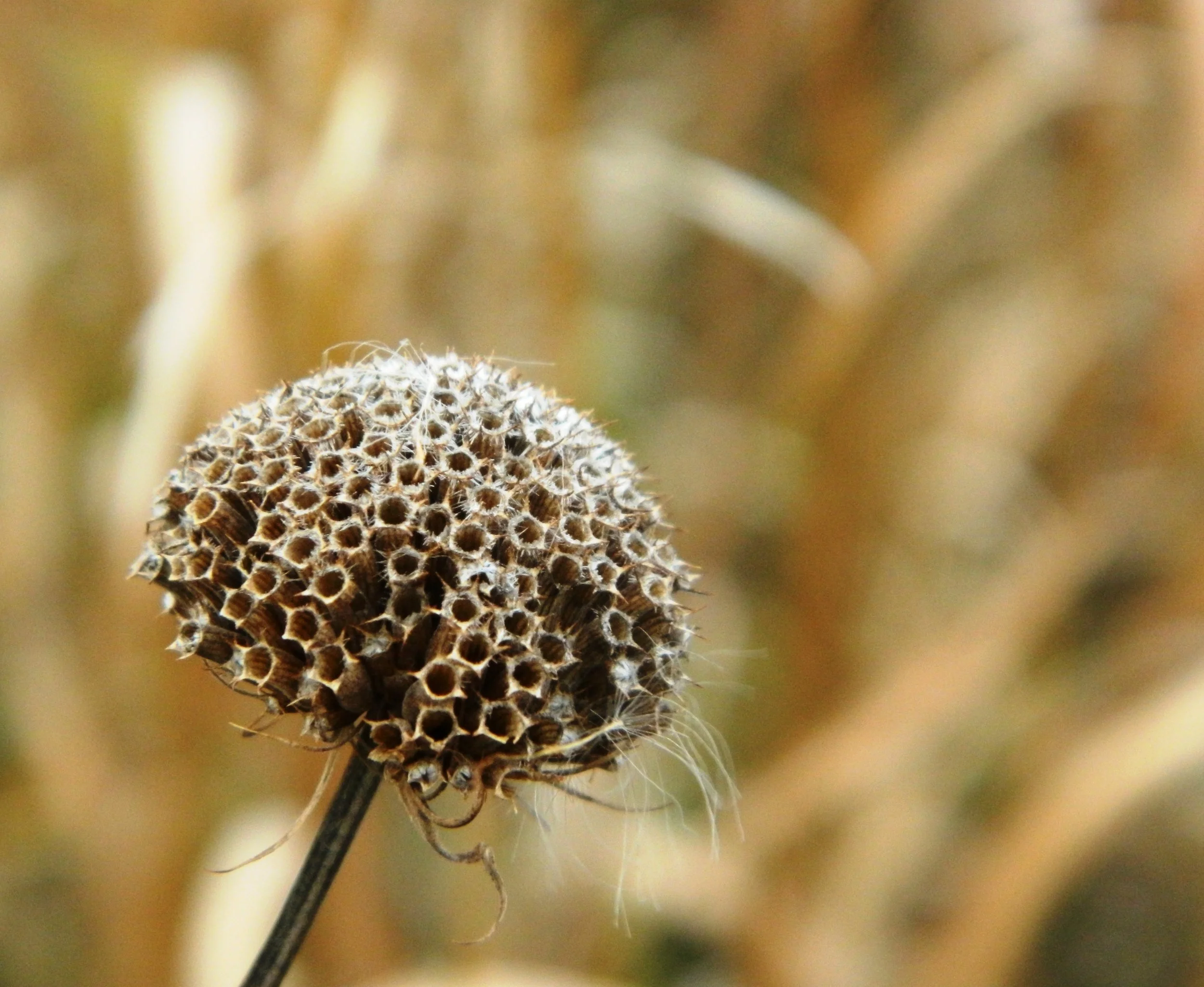 Seed Collecting at Goose Pond