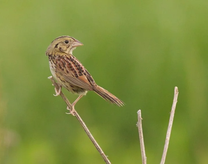 Henslow's sparrow, photo by Arlene Koziol