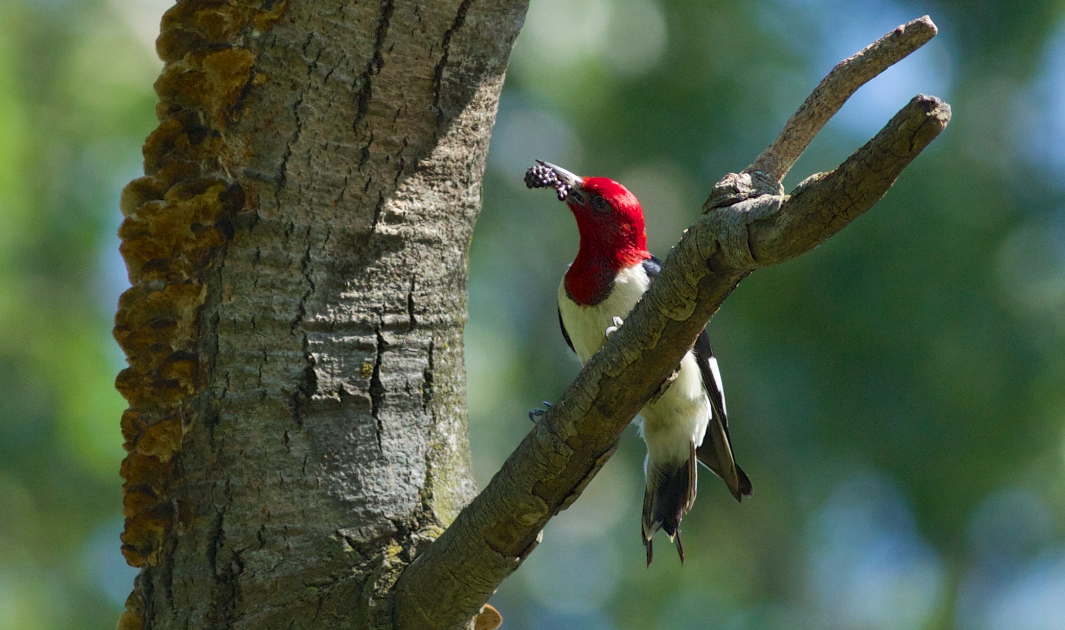   Red-headed woodpecker, photo by Arlene Koziol  