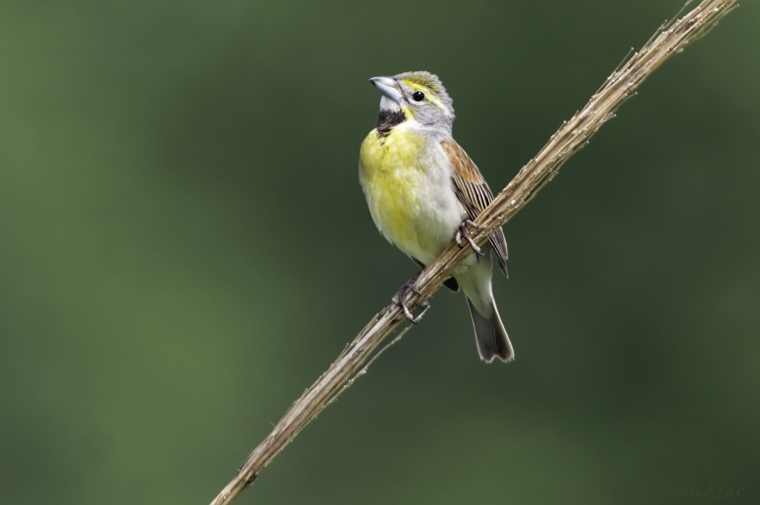   Dickcissel, photo by Kelly Colgan Azar    