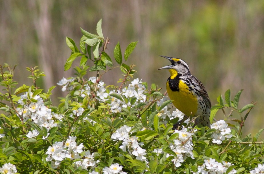   Eastern meadowlark, photo by Arlene Koziol    