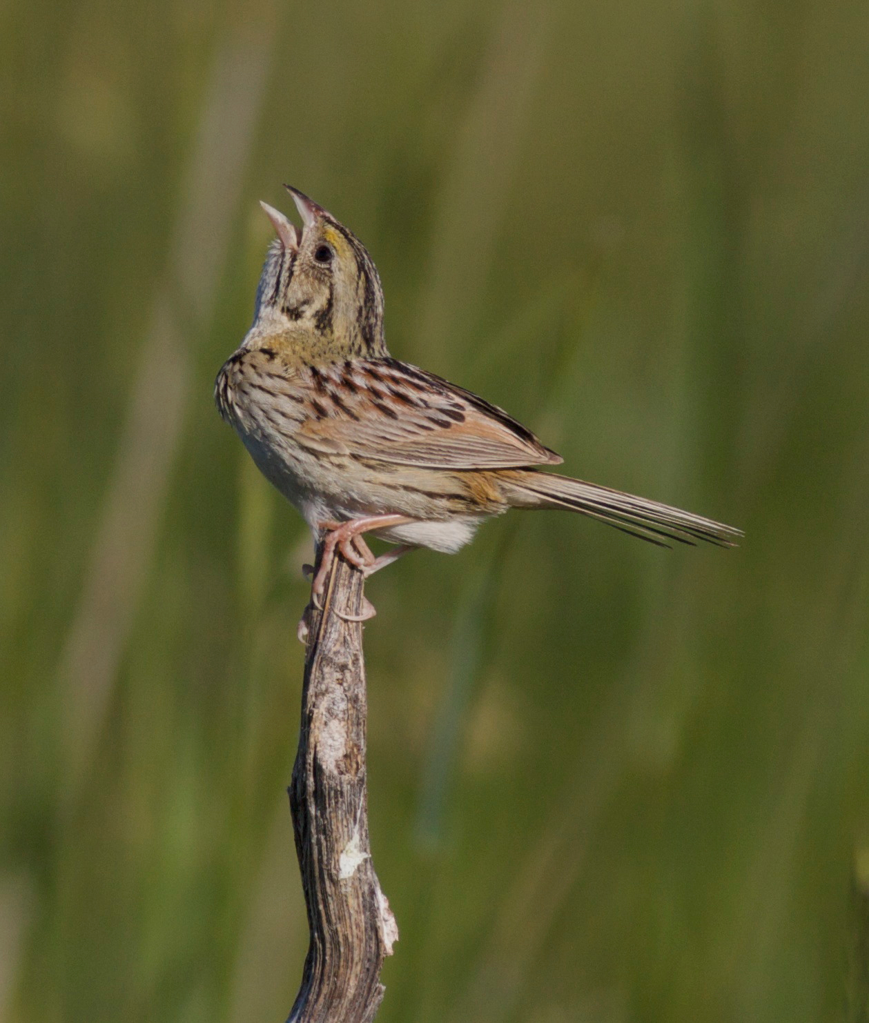   Henslow's sparrow, photo by Arlene Koziol    
