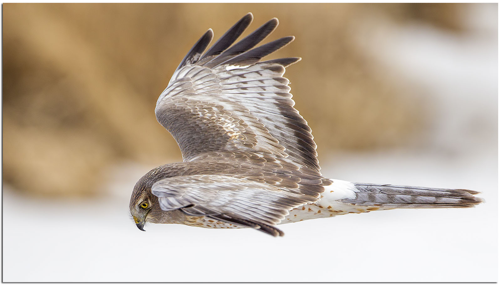   Northern harrier, photo by Phil Brown    