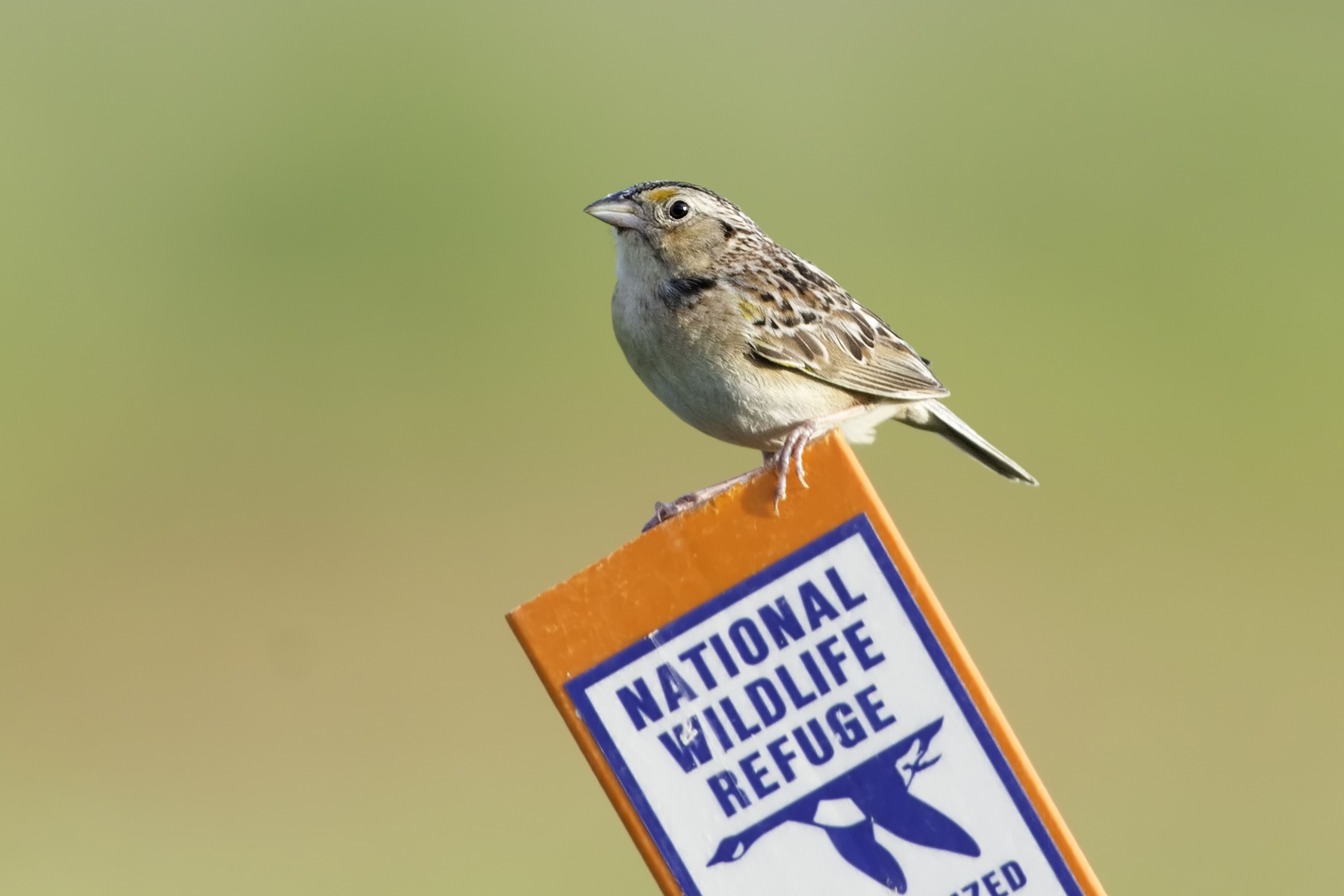   Grasshopper sparrow, photo by Kelly Colgan Azar    