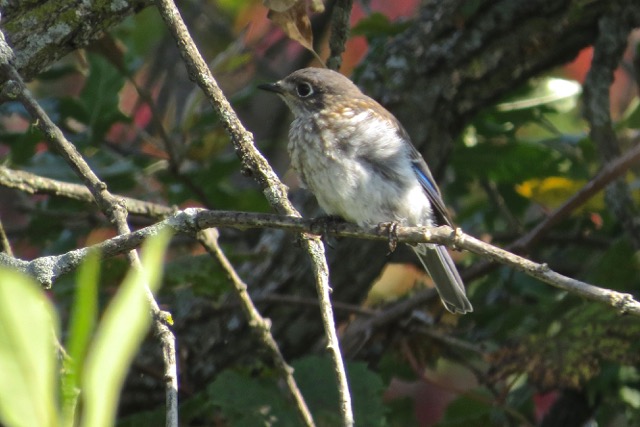 Fledgling bluebird, photo by Patrick Ready