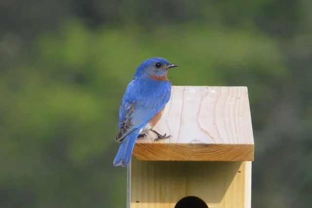 2017 Songbird Nest Box Results