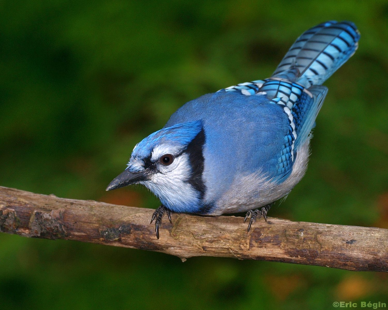 Blue Jay Madison Audubon