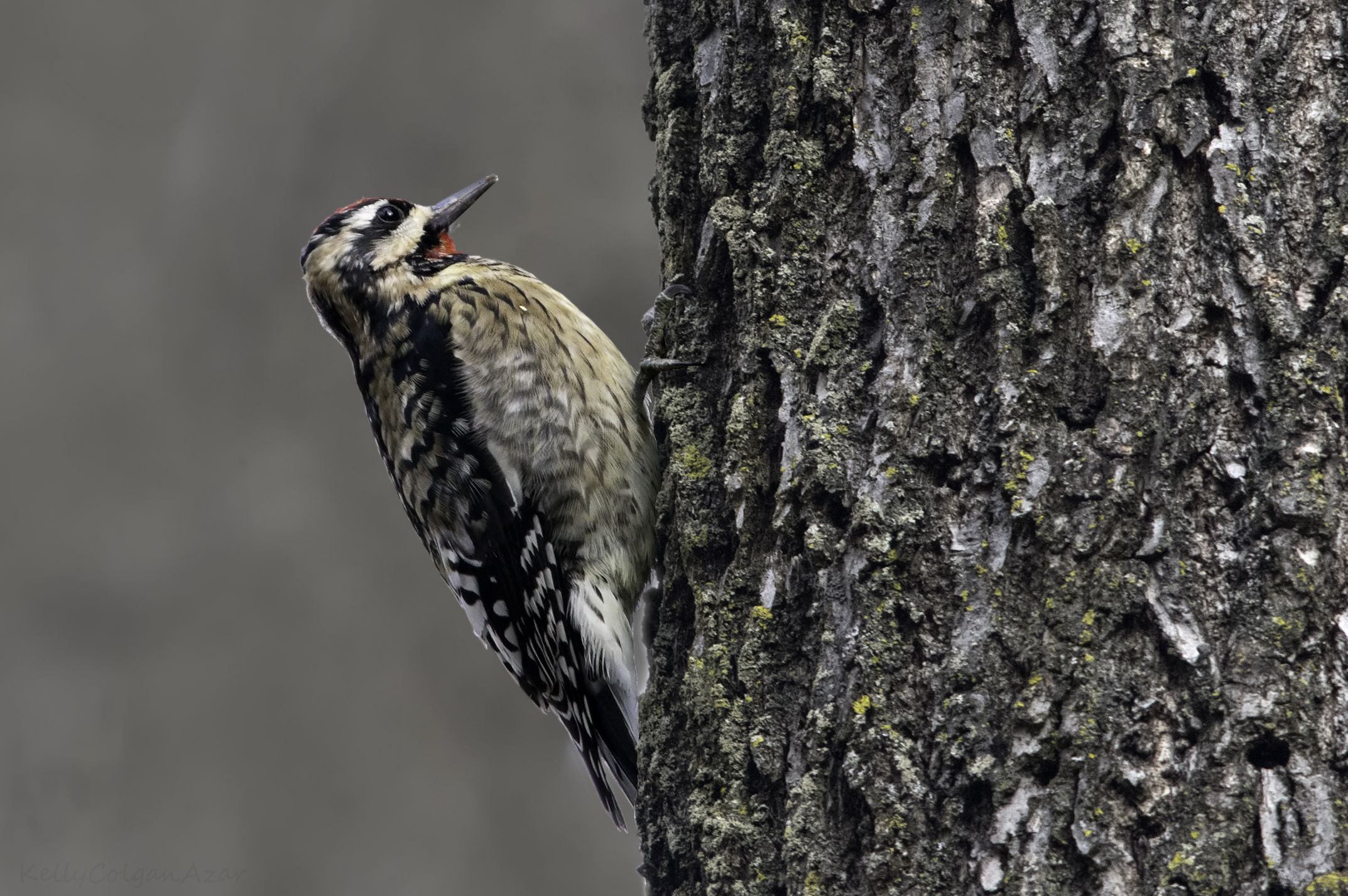 Yellow-bellied sapsucker, photo by Kelly Colgan Azar