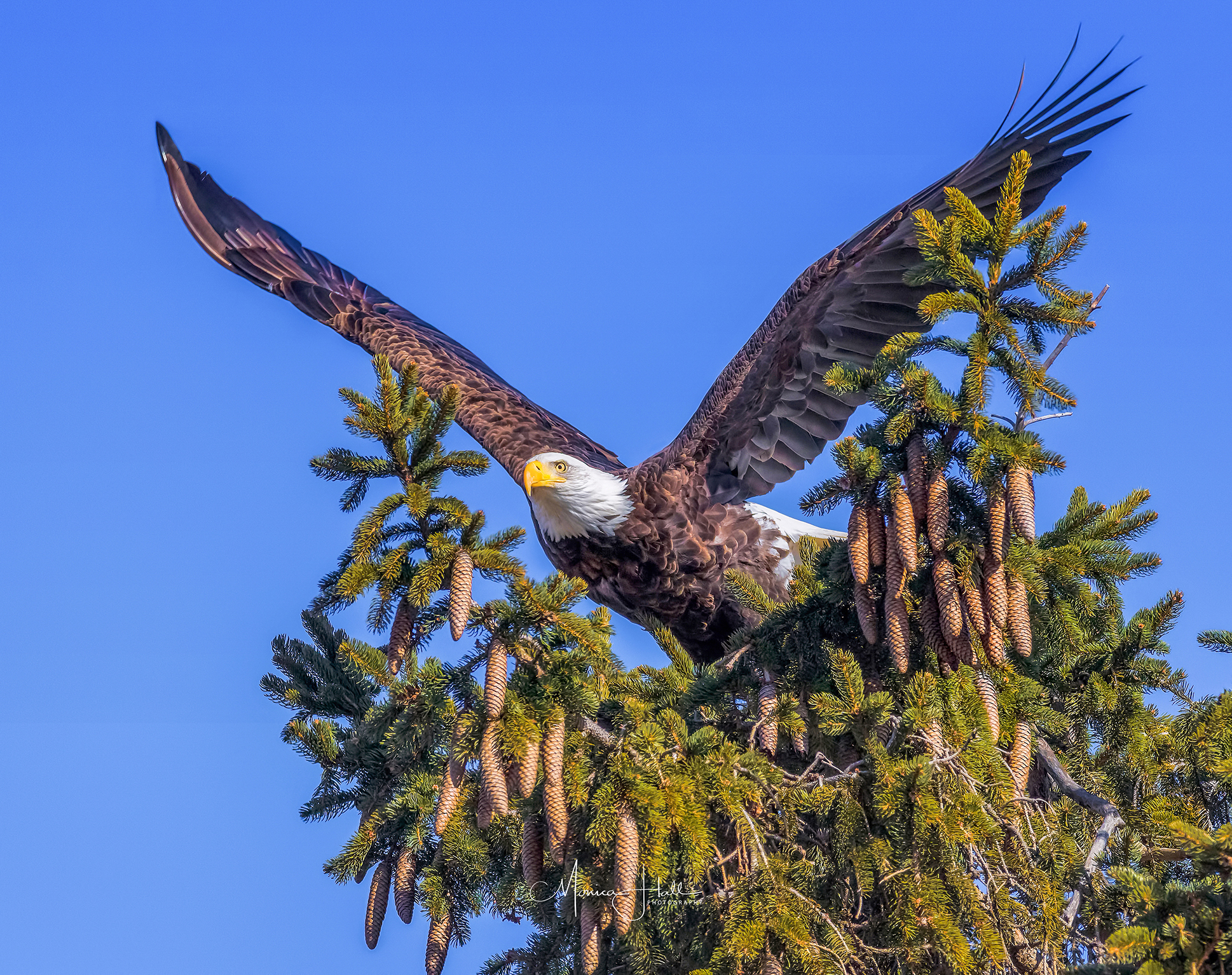  Bald eagle, photo by Monica Hall 