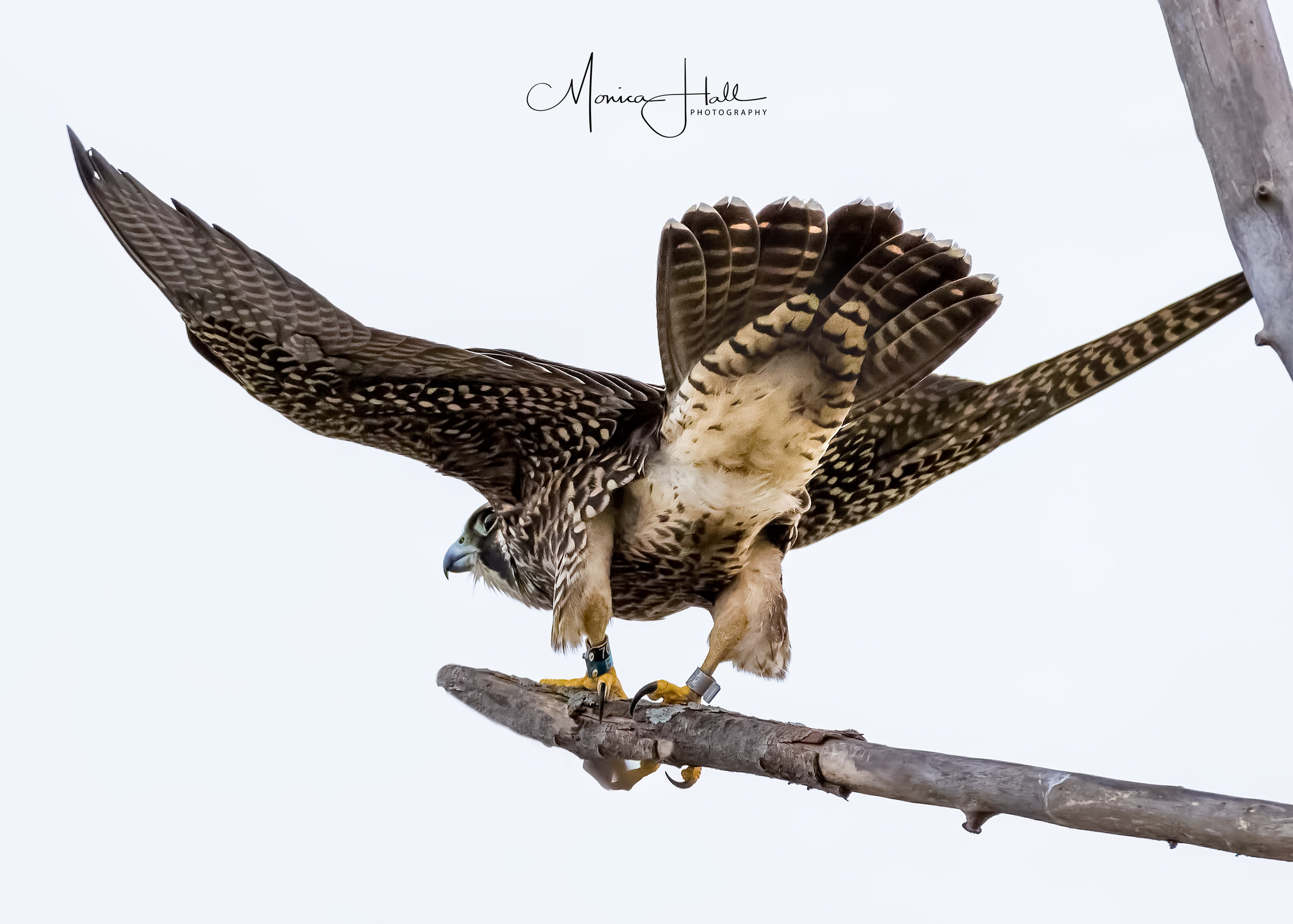  Peregrine falcon, photo by Monica Hall 