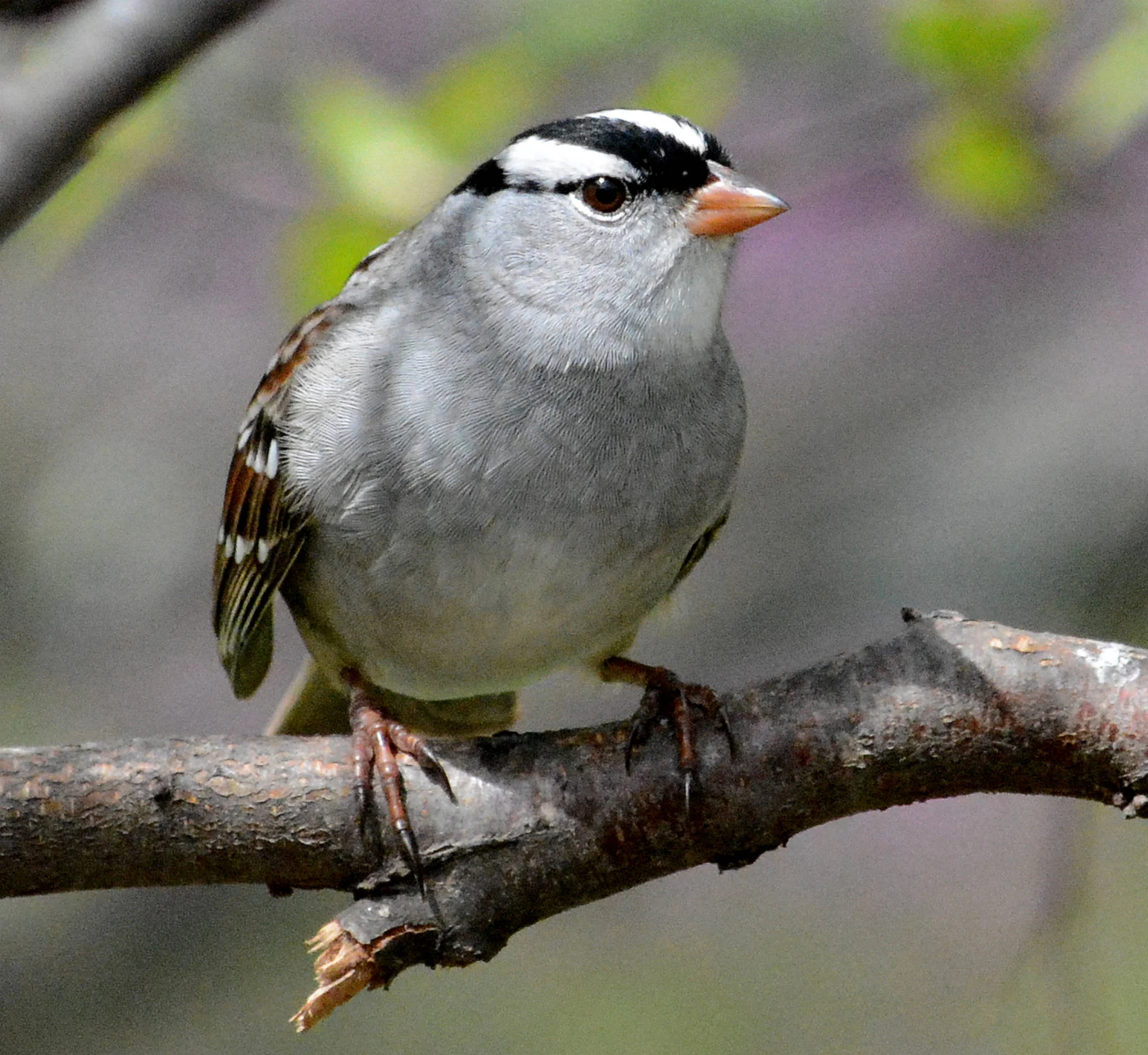 White-crowned sparrow, photo by USFWS Midwest