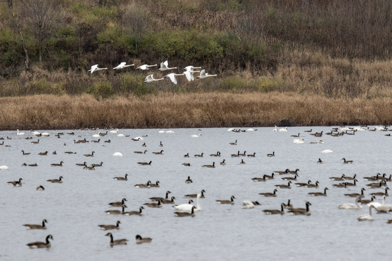 Tundra swans arriving at Goose Pond, photo by Linda Pils