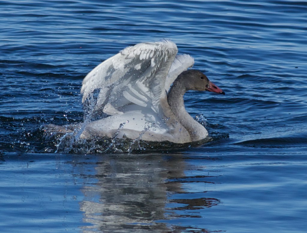 A "dirty" looking tundra swan, photo by Arlene Koziol